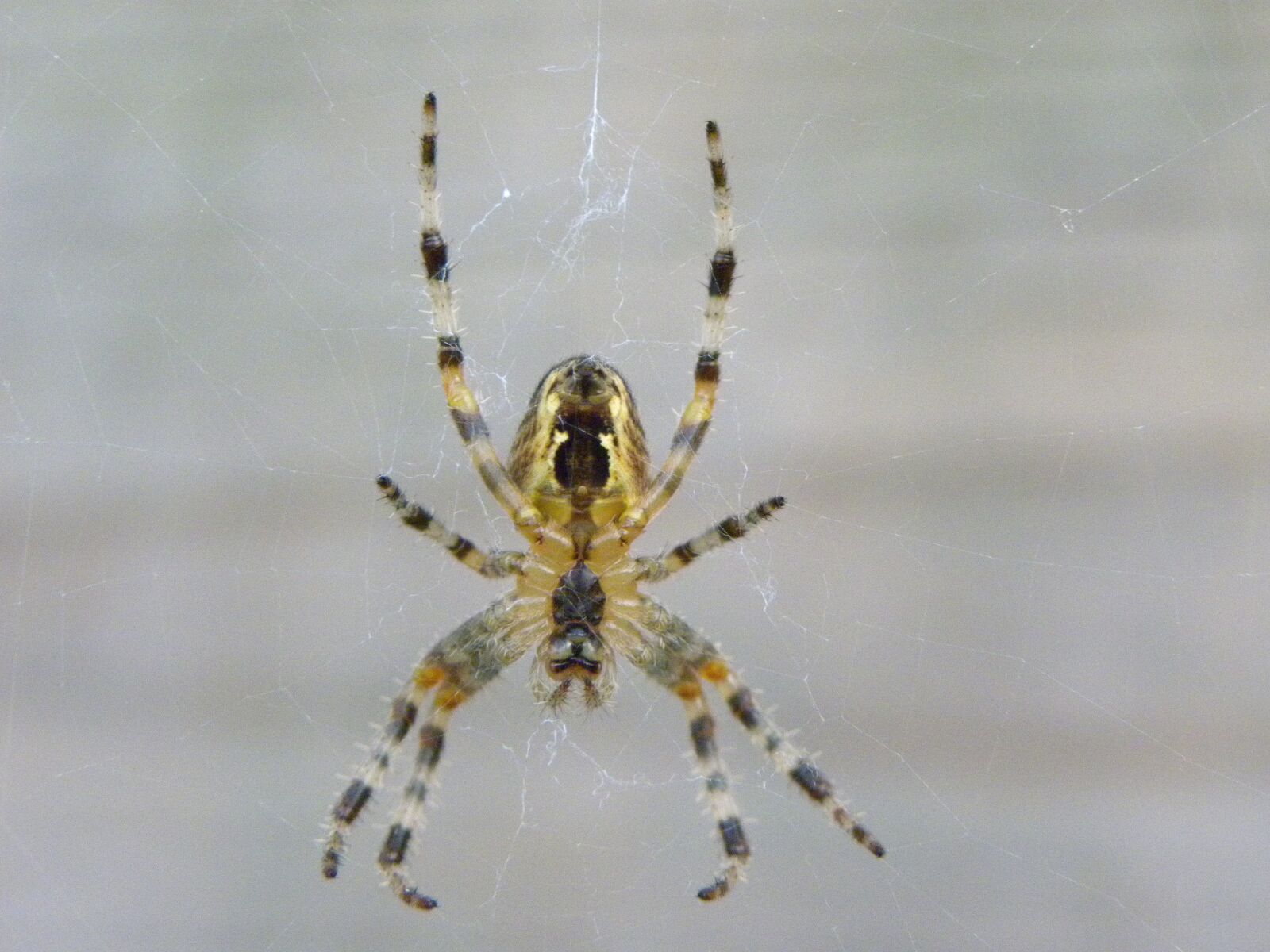 Nikon Coolpix P90 sample photo. Spin, bug, nature photography