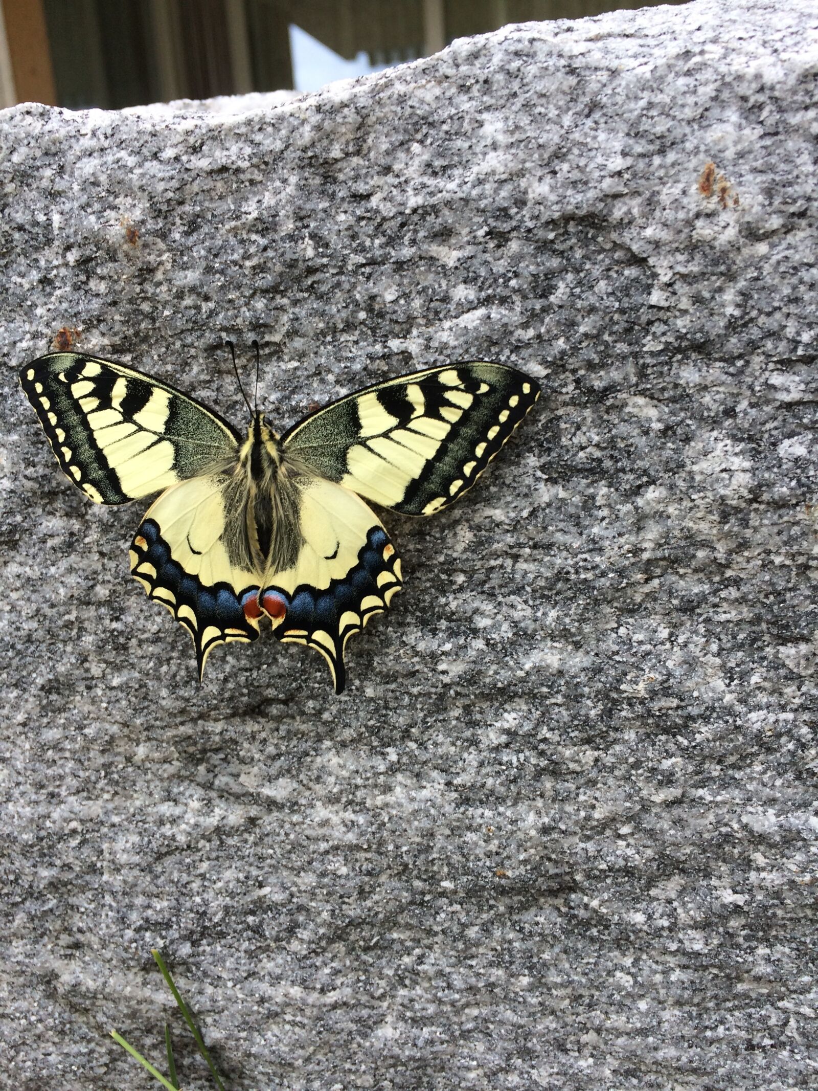iPhone 5s back camera 4.15mm f/2.2 sample photo. Butterfly, animal, insect photography