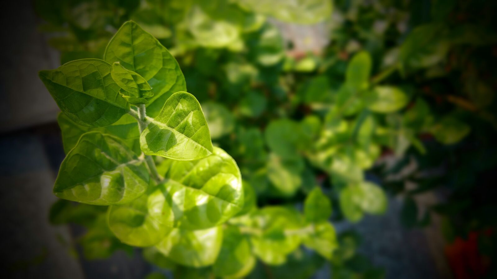 Samsung Galaxy Note4 sample photo. Agriculture, close, up, depth photography