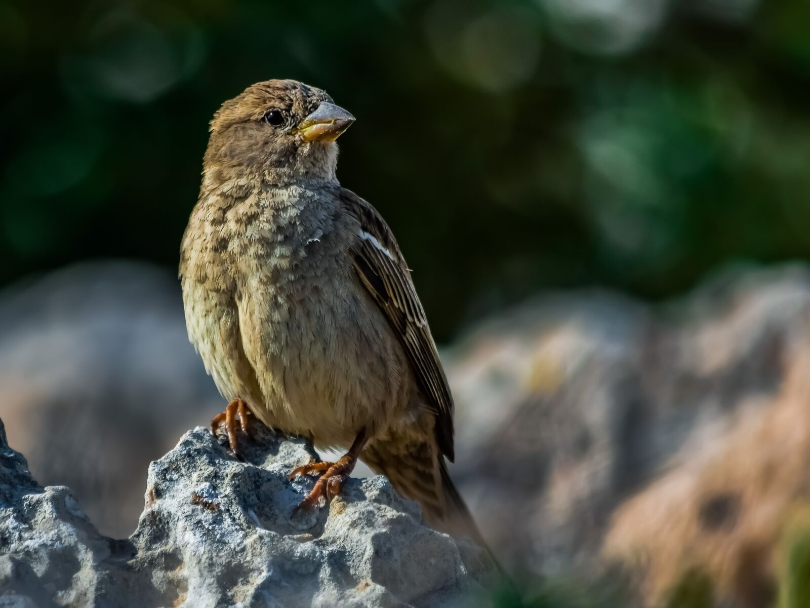 Nikon D3300 sample photo. Sparrow, nature, wildlife photography