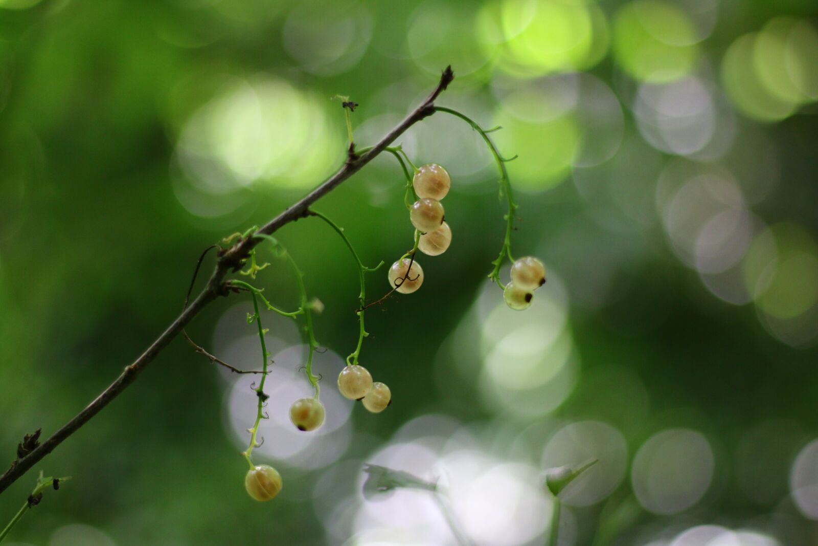 Canon EOS 70D + Canon EF 50mm F1.8 STM sample photo. Currants, white, fruit photography