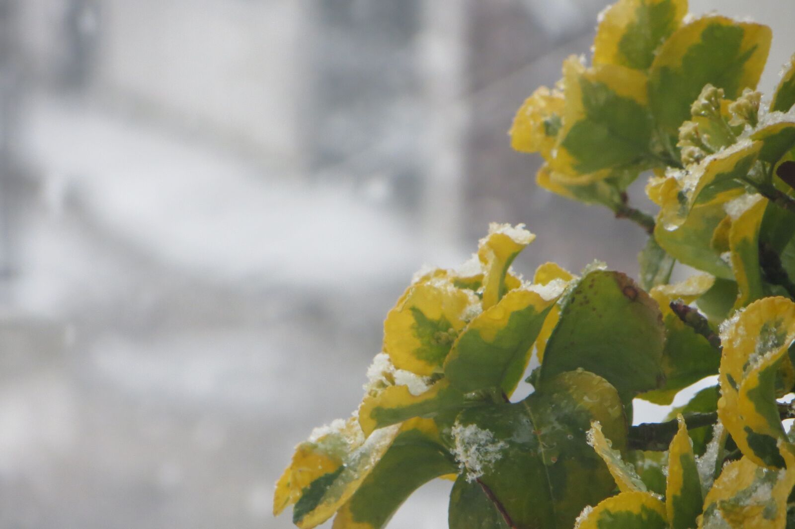 Canon PowerShot SX260 HS sample photo. Snow, leaves, leaf photography