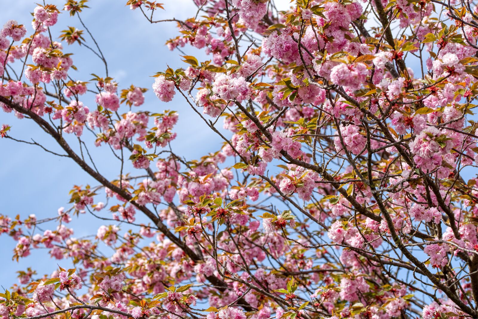 Nikon D750 sample photo. Prunus serrulata, japanese flowering photography