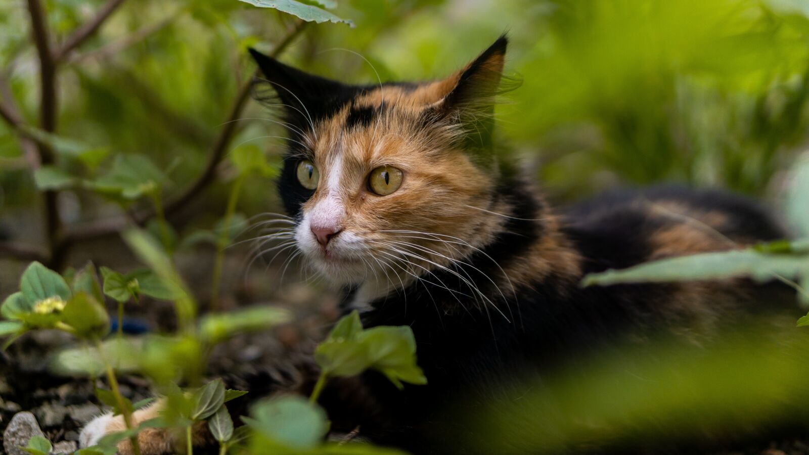 E 50mm F1.8 OSS sample photo. Cat, animal, eyes photography