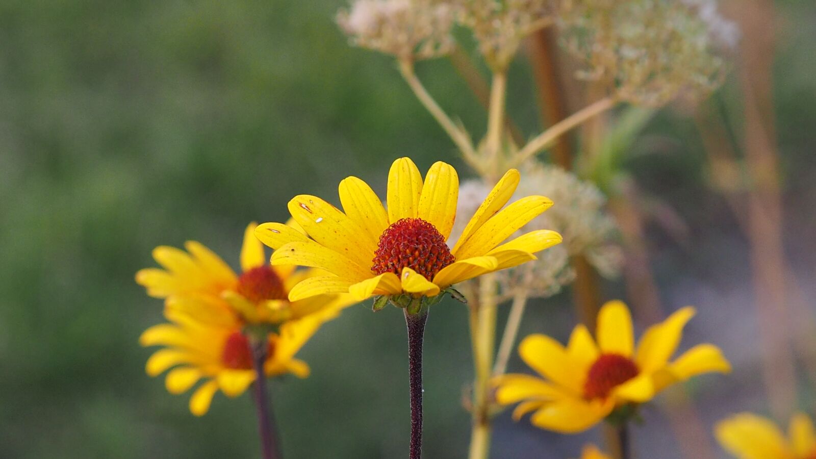 Olympus M.Zuiko Digital ED 60mm F2.8 Macro sample photo. Garden, flower, yellow photography