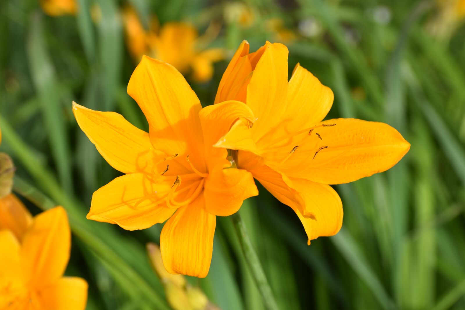 Nikon D3400 sample photo. Day-lily, yellow, flower photography