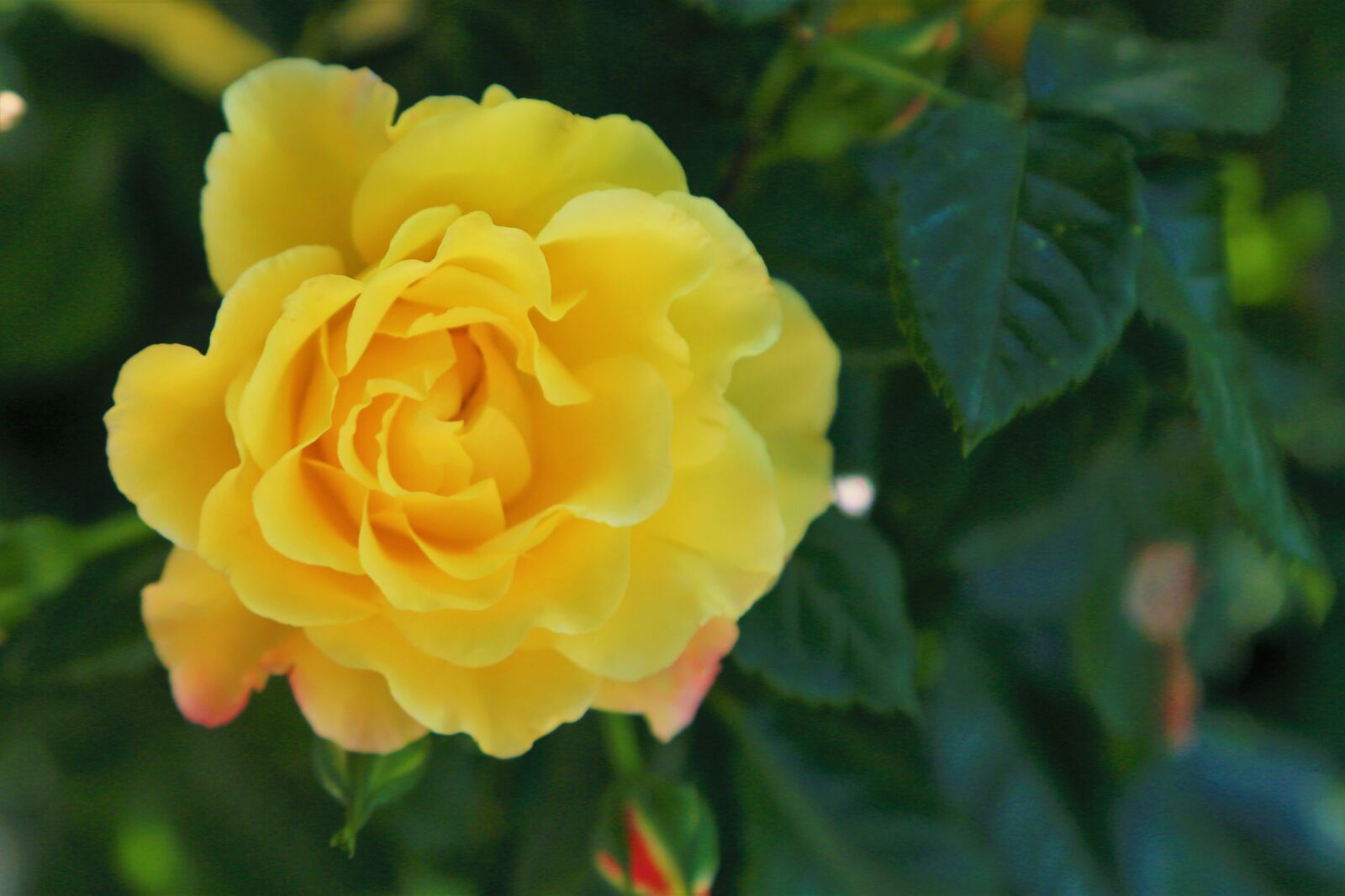 Canon EF 24-105mm F4L IS USM sample photo. Rose, spring, yellow photography