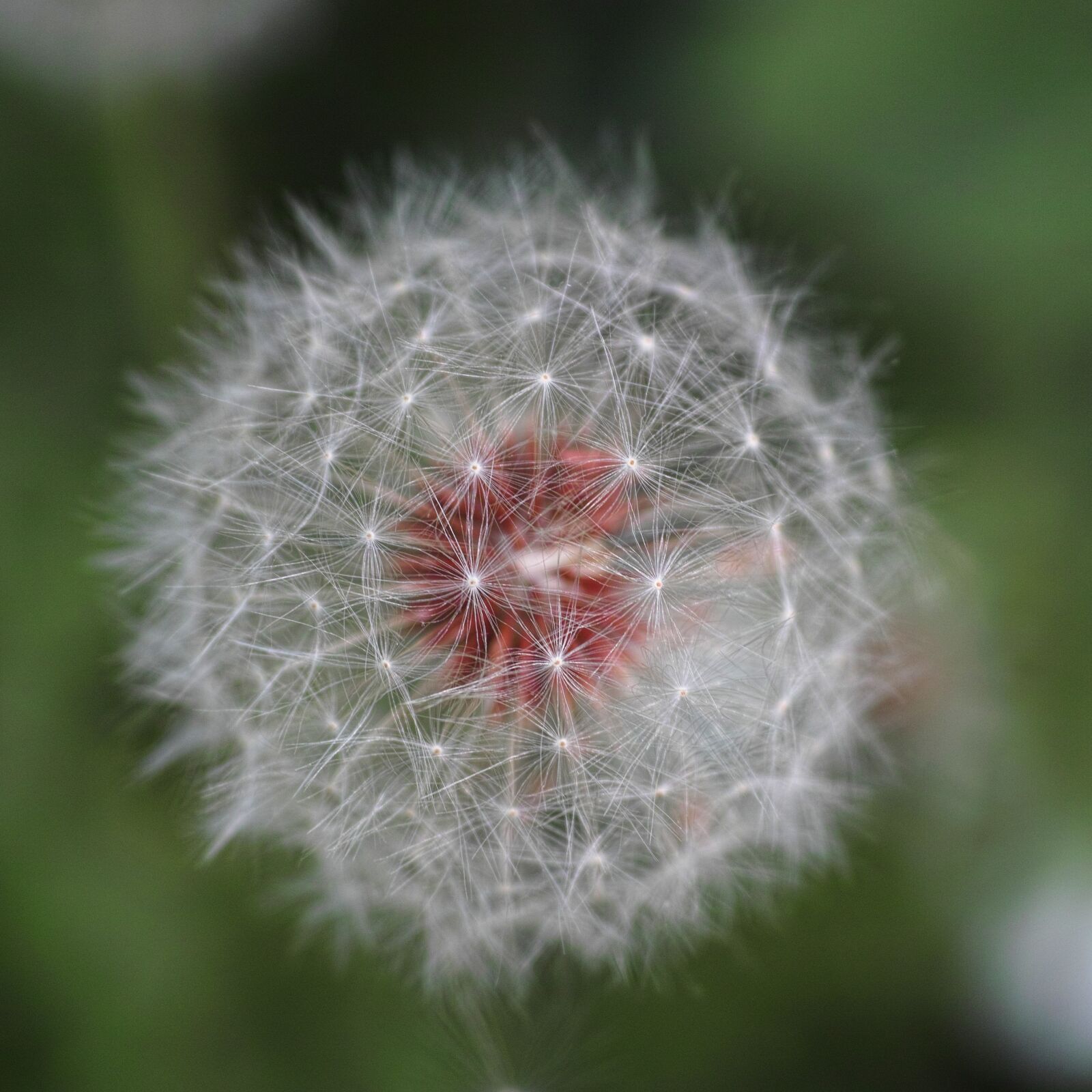 Sigma DP3 Merrill sample photo. Flower, nature, flowers photography