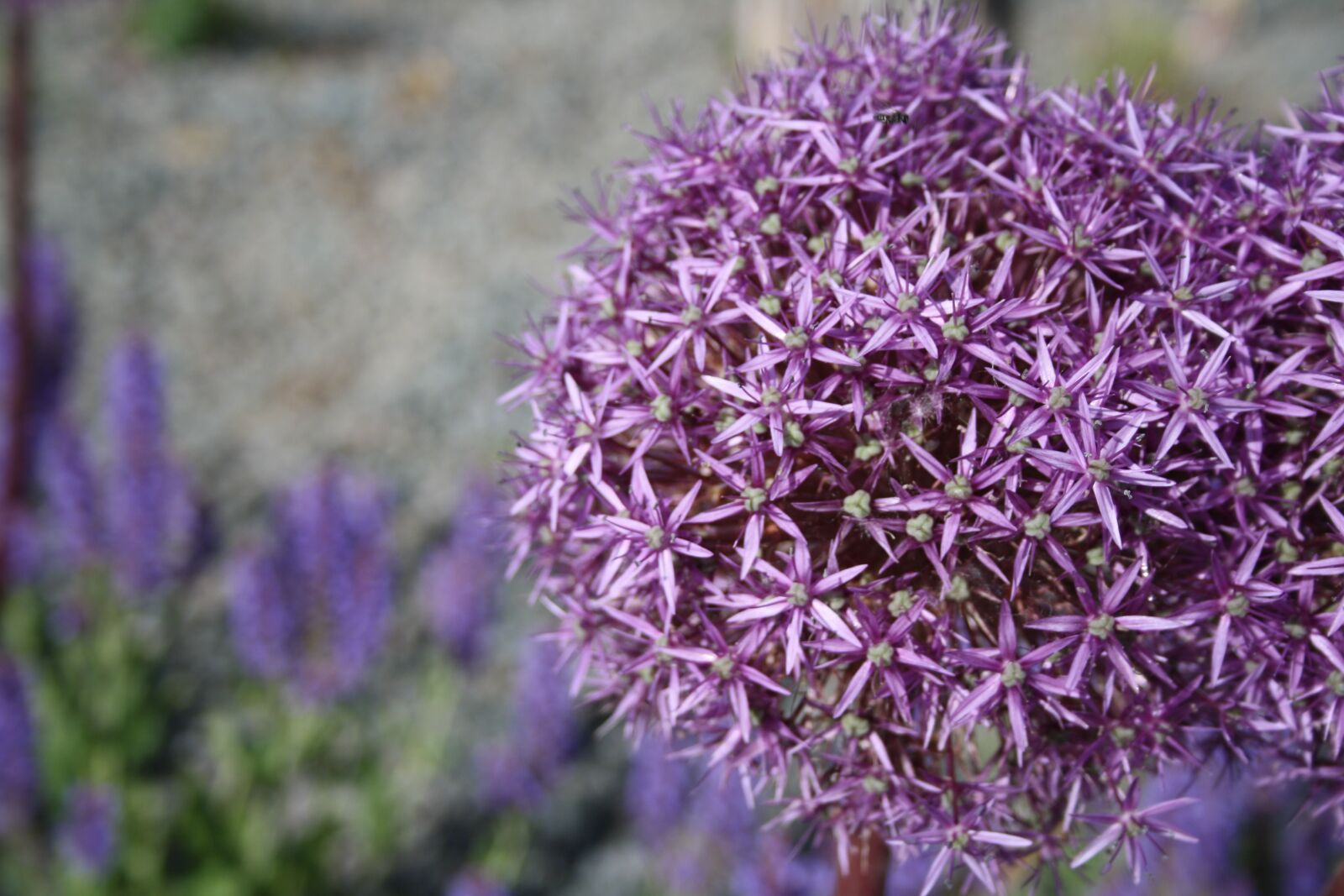 Canon EOS 1000D (EOS Digital Rebel XS / EOS Kiss F) sample photo. Flower, plant, purple photography