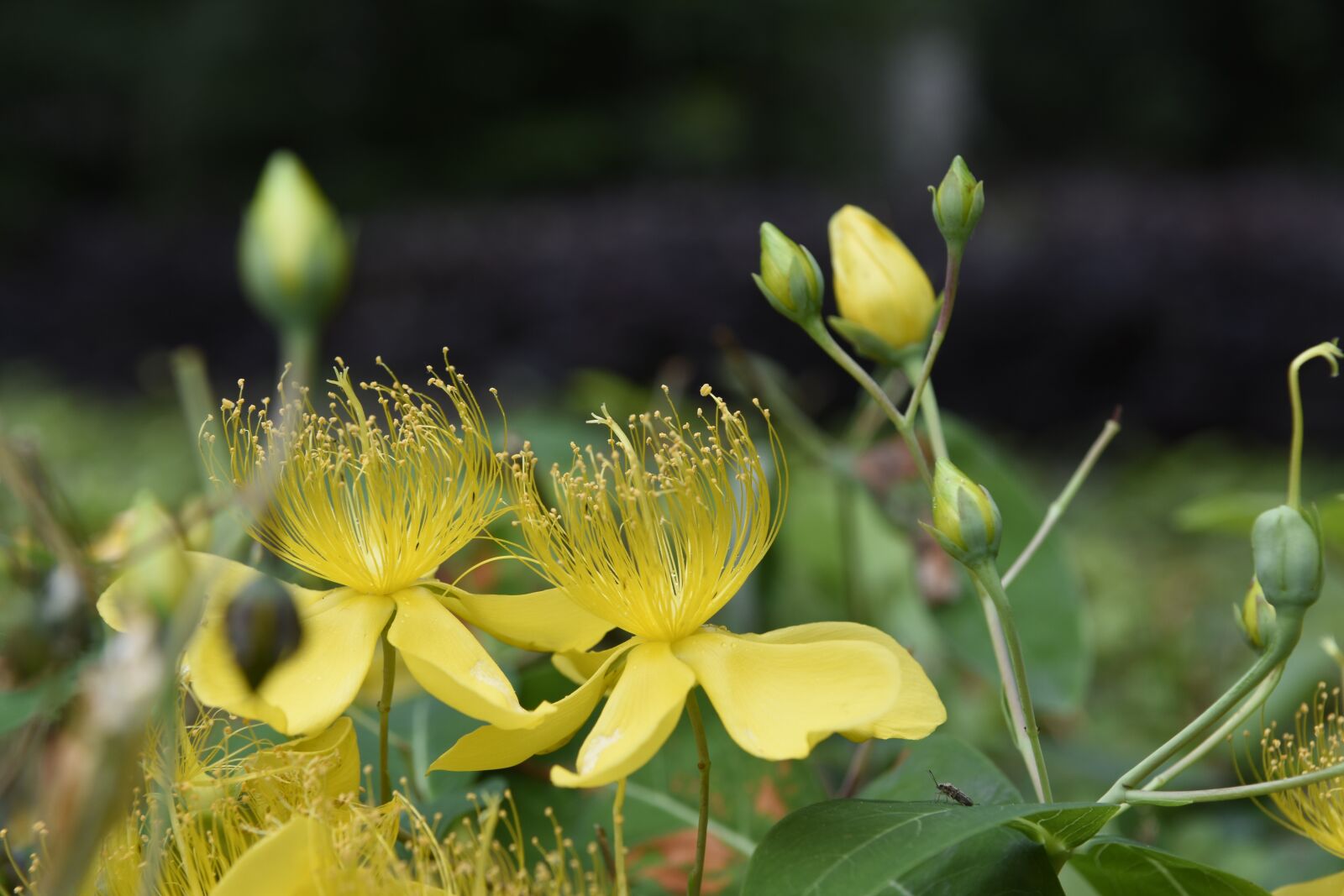 Nikon D7200 sample photo. Desire, insect, yellow flower photography