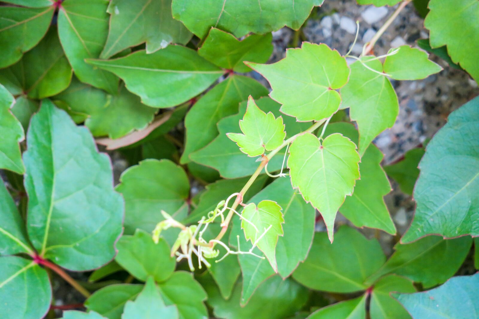 Canon PowerShot G3 X sample photo. Leaf, nature, plant photography