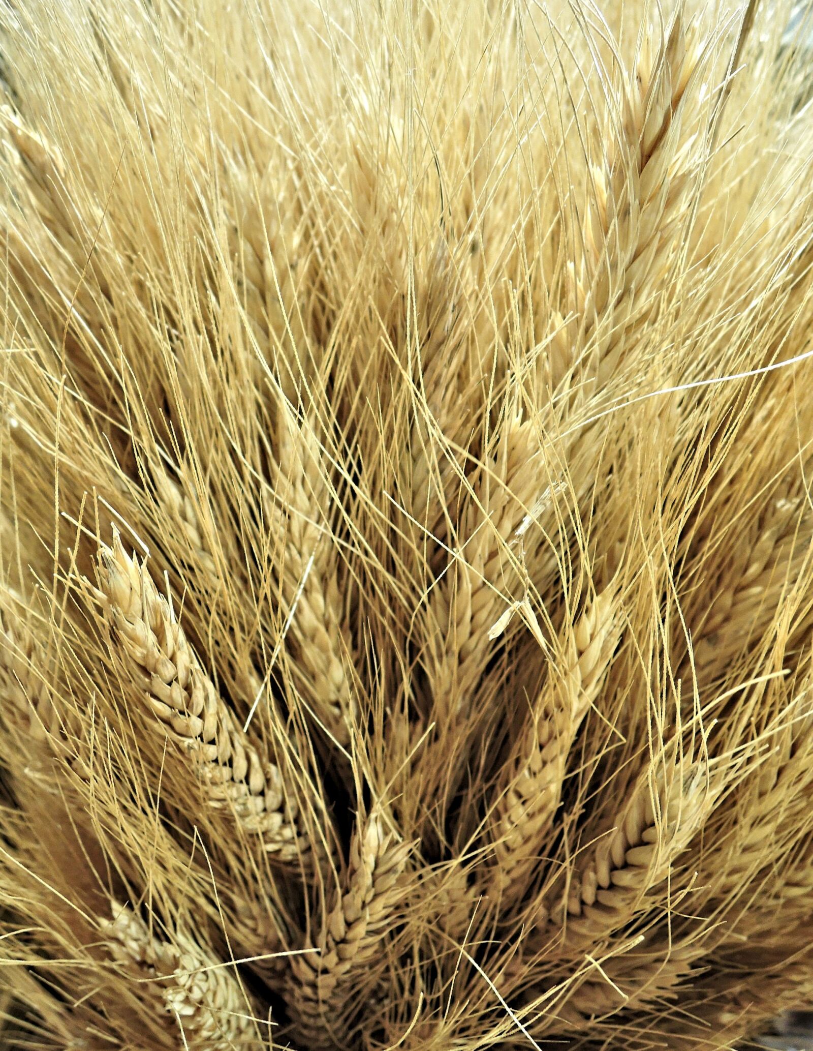Nikon Coolpix P340 sample photo. Canadian wheat, golden, grain photography
