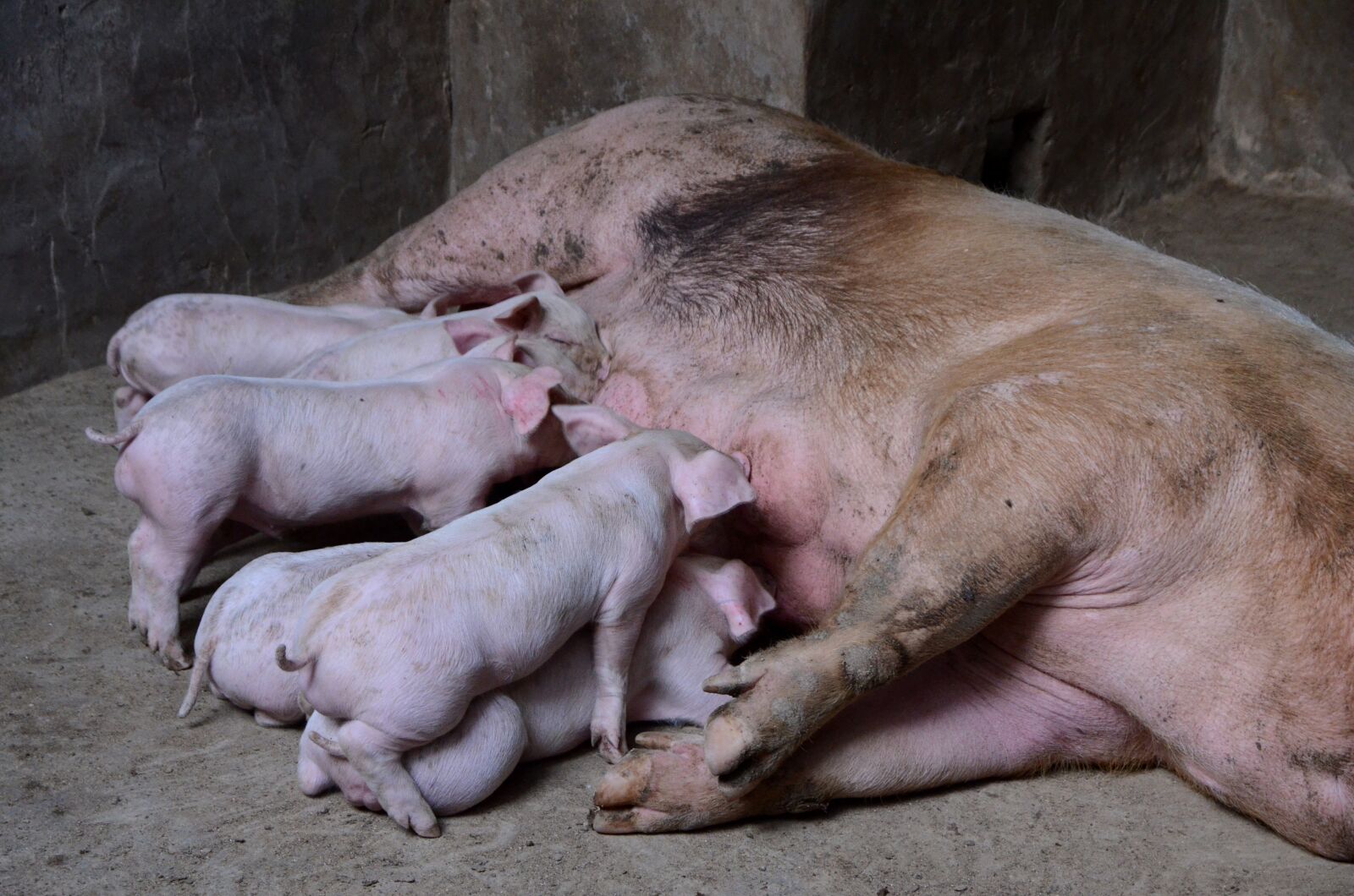 Nikon D7000 sample photo. Pig, farms, journey photography