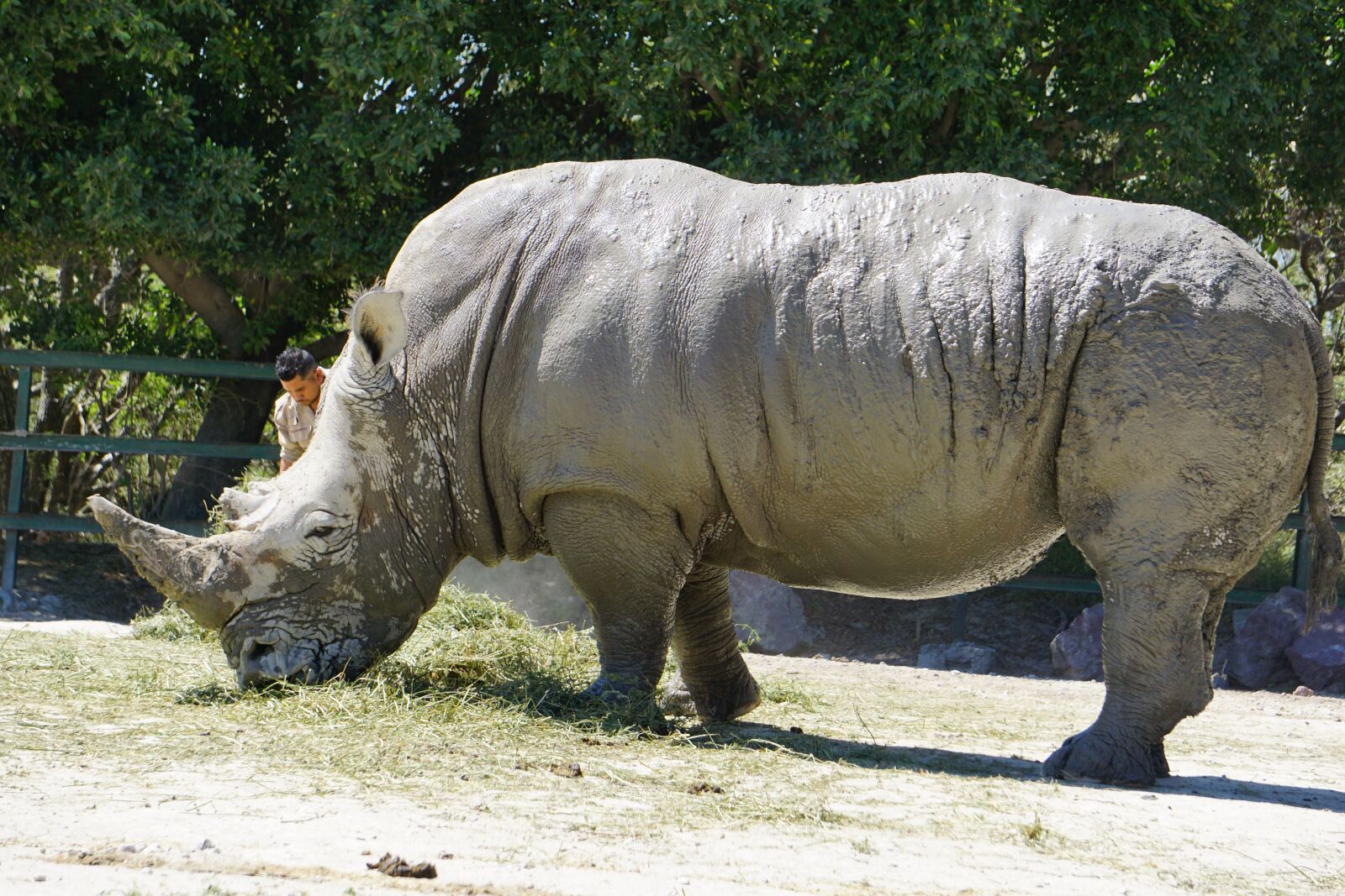 Sony a5100 sample photo. Rhinos, placental mammals, black photography
