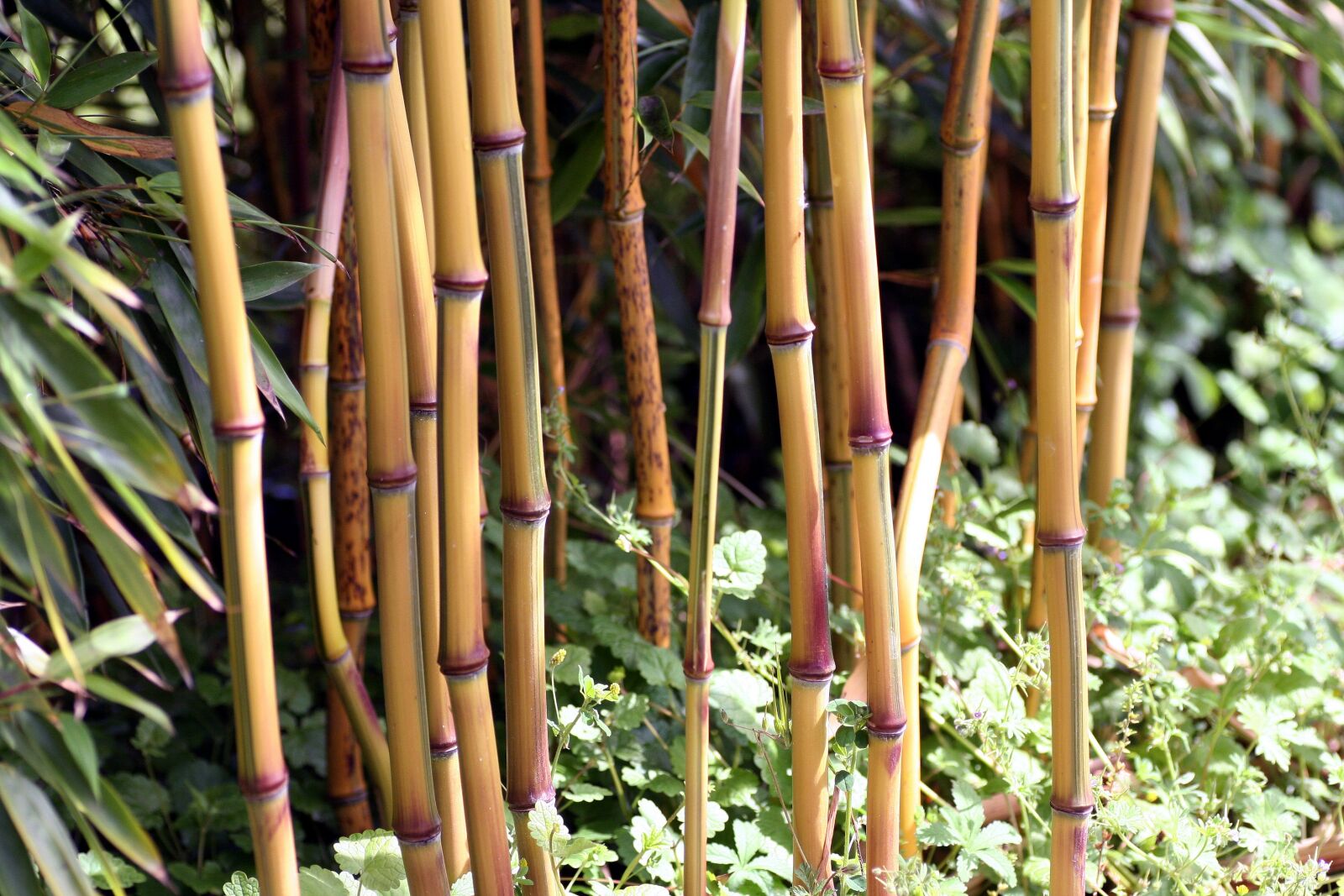 Canon EOS 350D (EOS Digital Rebel XT / EOS Kiss Digital N) sample photo. Bamboo, nature, wood photography