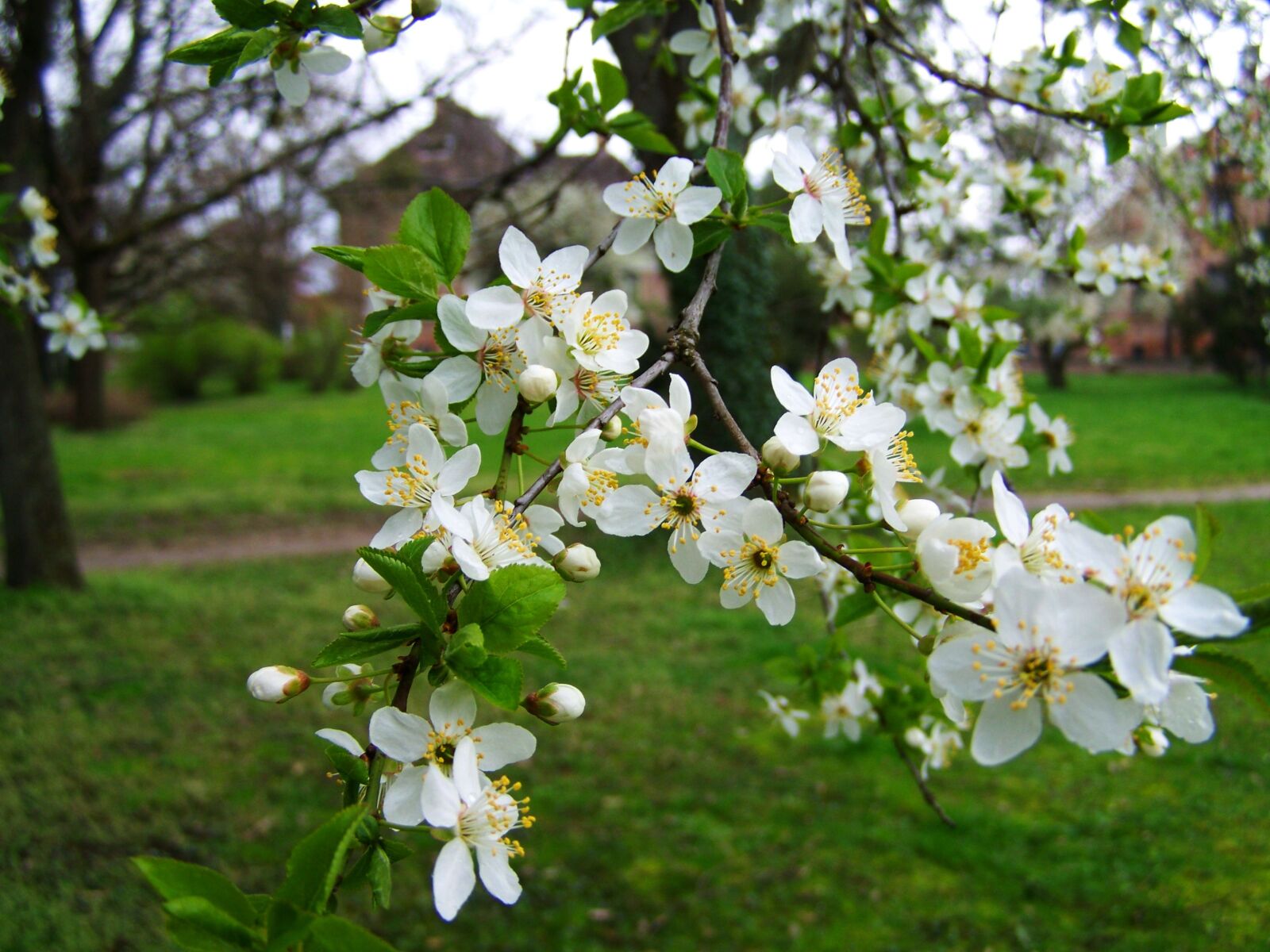 Kodak EASYSHARE ZD710 ZOOM DIGITAL CAMERA sample photo. Spring, flowering fruit trees photography