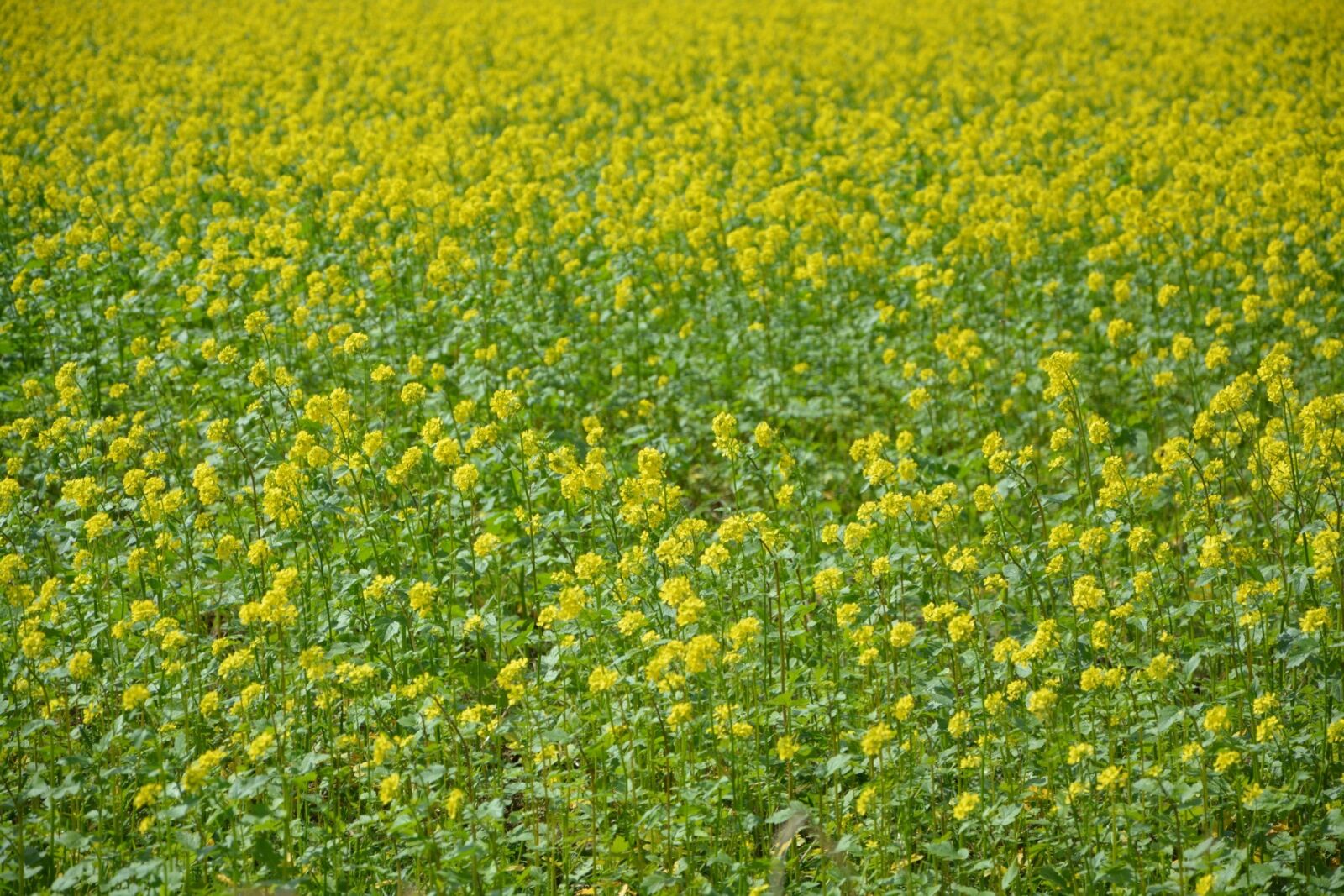 Nikon D5200 sample photo. Flowers rape, culture, fields photography