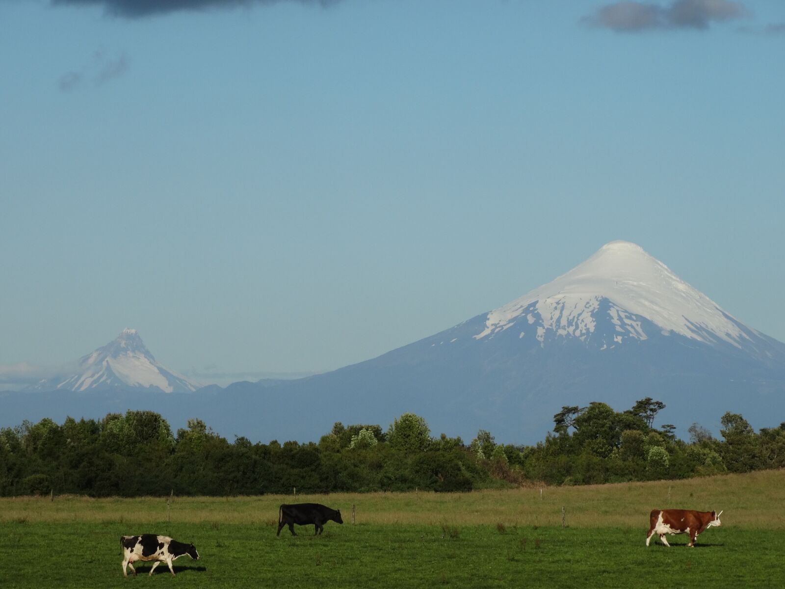 Sony Cyber-shot DSC-HX300 sample photo. Osorno volcano, cow, field photography