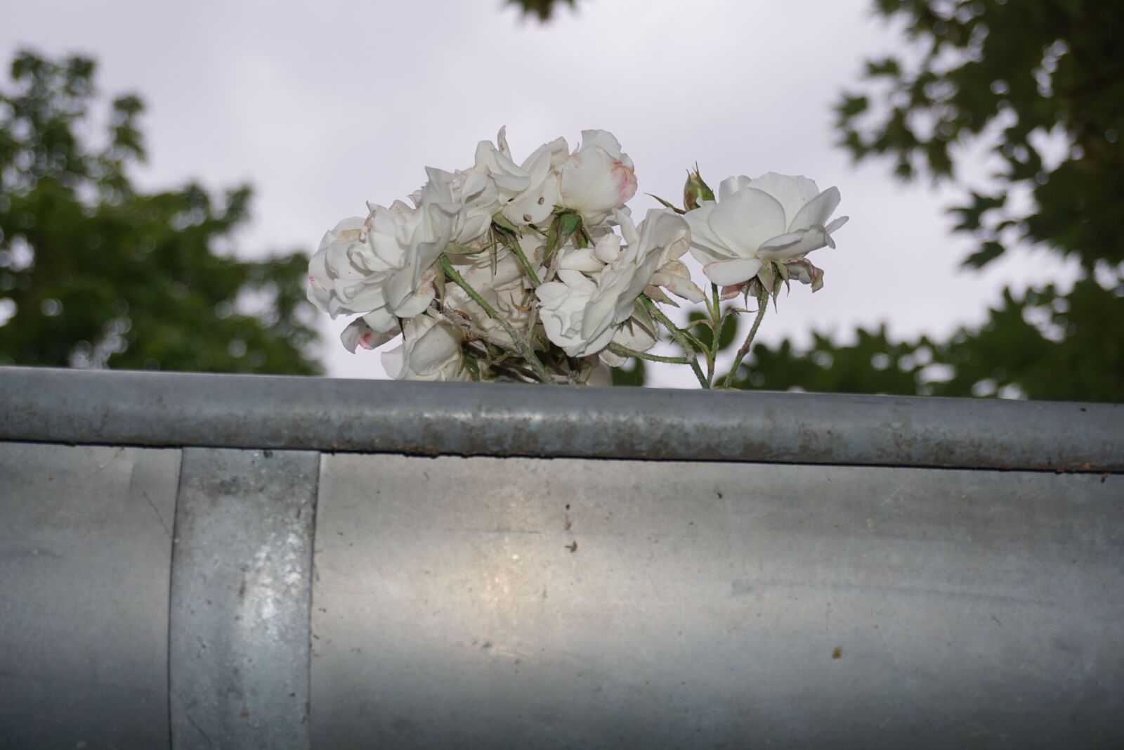 Sony a6000 sample photo. Rose, roof, gutter photography