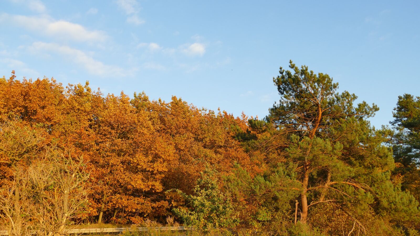 Panasonic Lumix DMC-FZ1000 sample photo. Nature, autumn, golden autumn photography