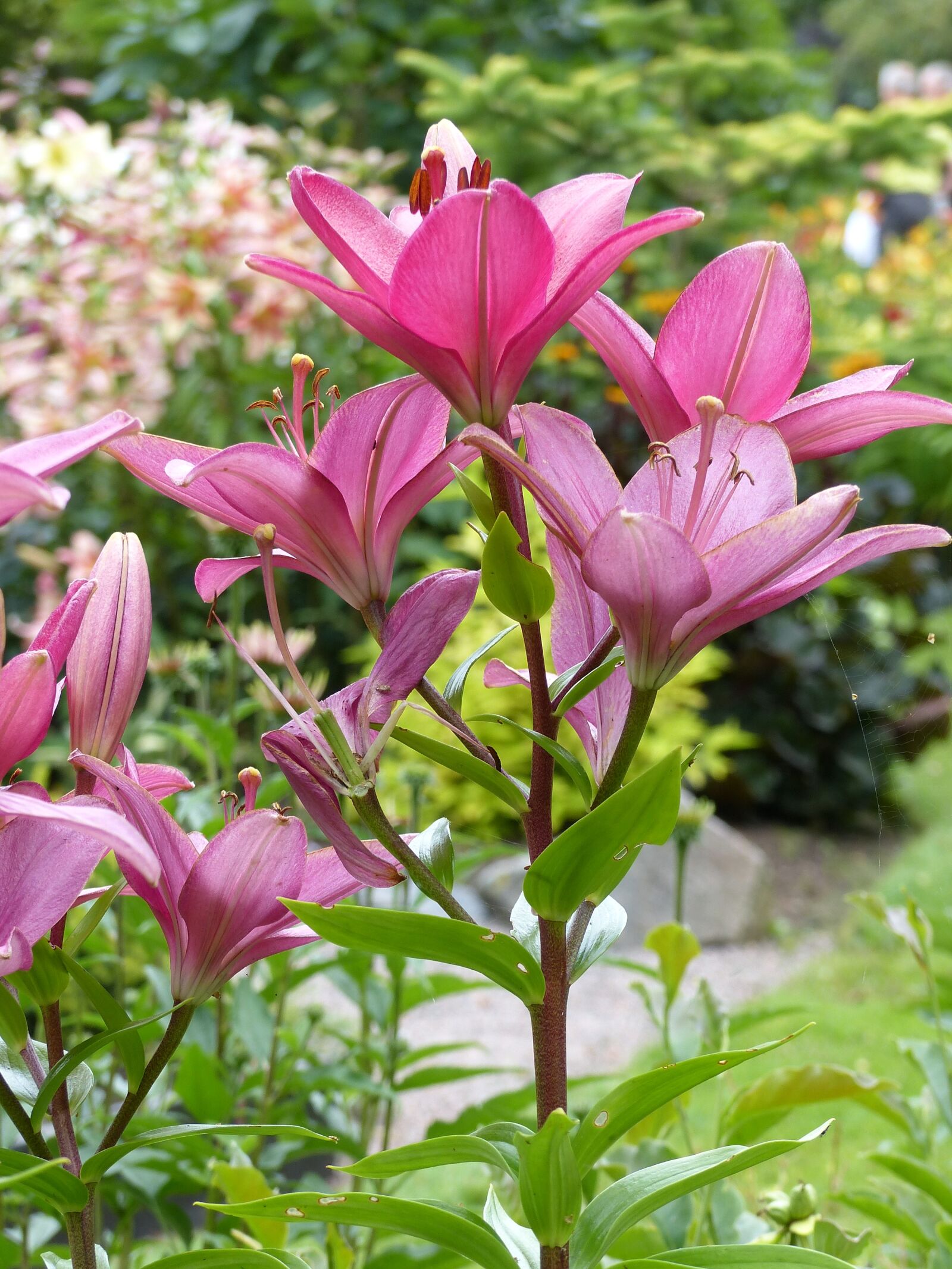 Panasonic Lumix DMC-FZ200 sample photo. Lilies, flowers, garden photography