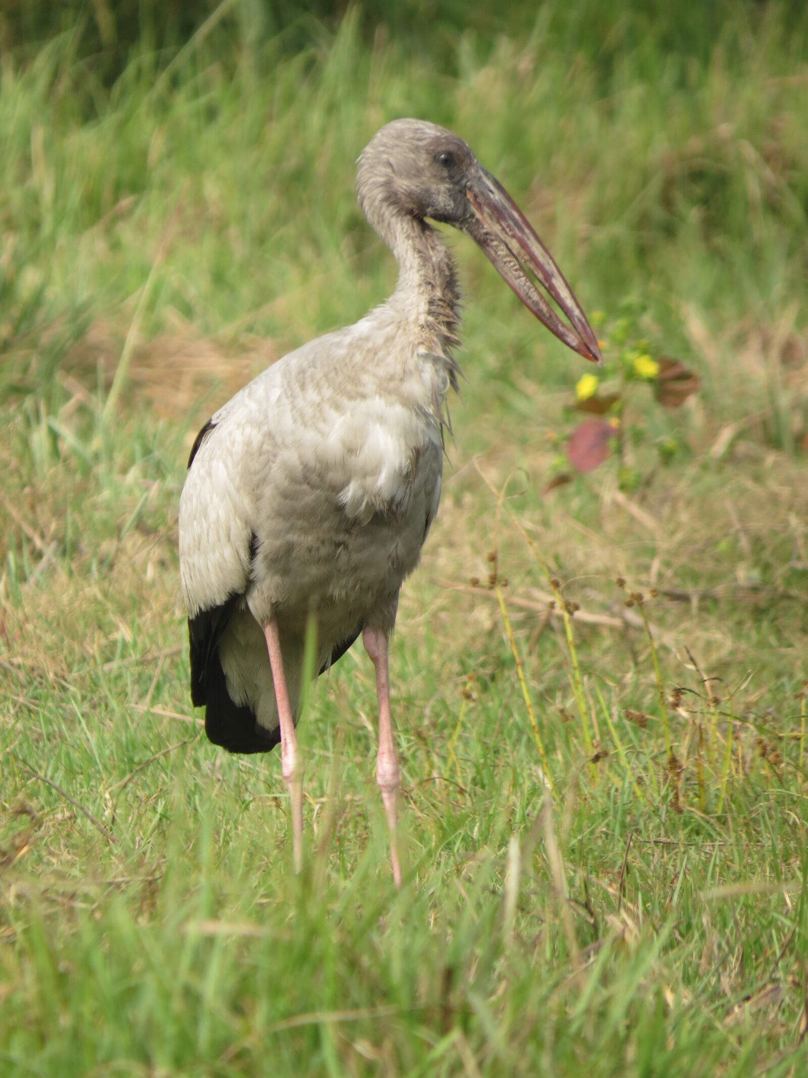 Canon PowerShot SX50 HS sample photo. Bird, nature, animal photography