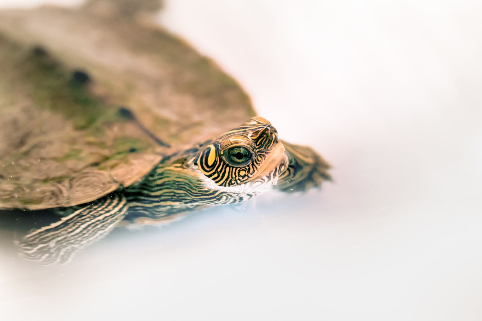 Canon EOS 1300D (EOS Rebel T6 / EOS Kiss X80) sample photo. Turtle, reptile, animal photography
