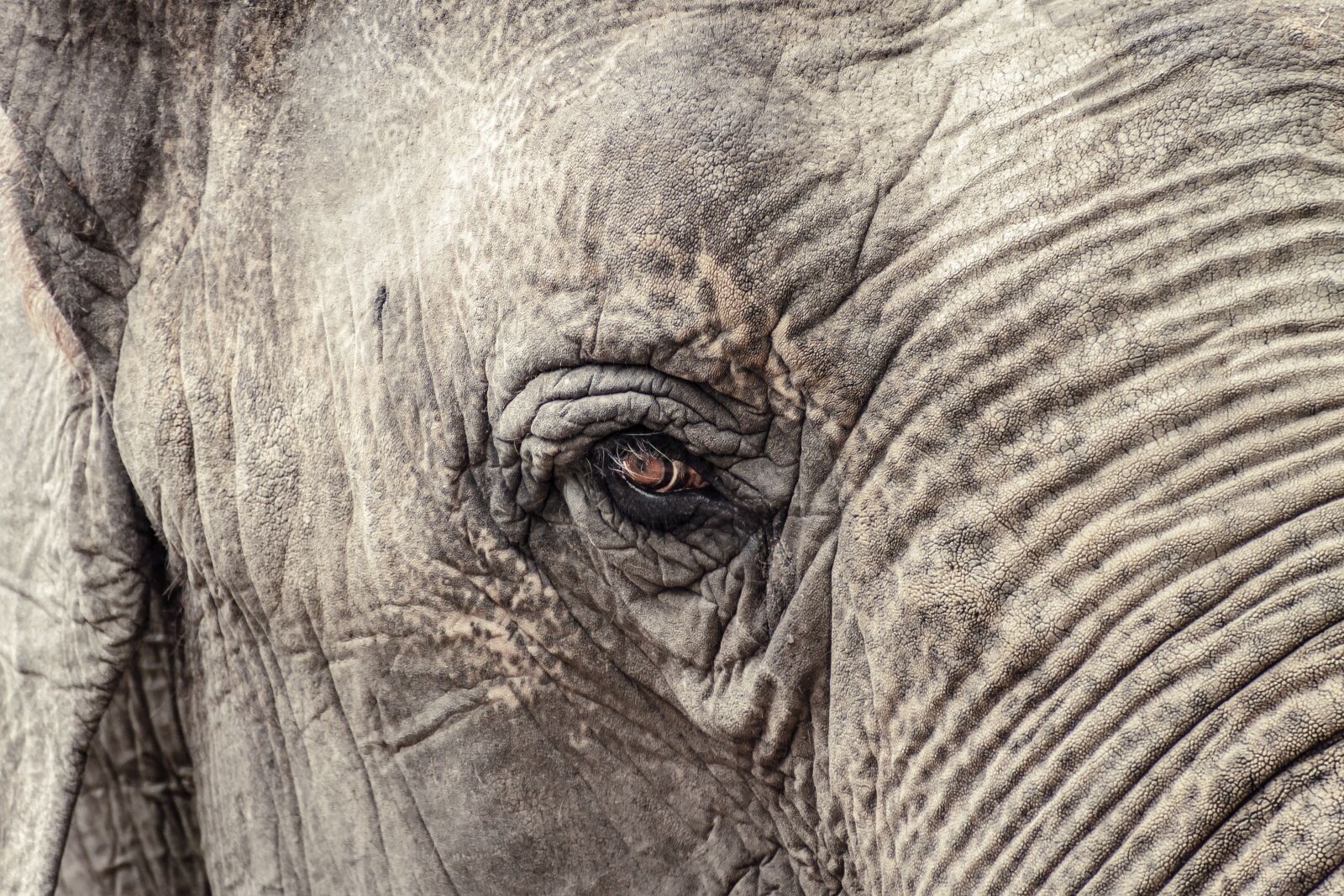 Canon EOS 7D sample photo. Elephant, animal, grey photography