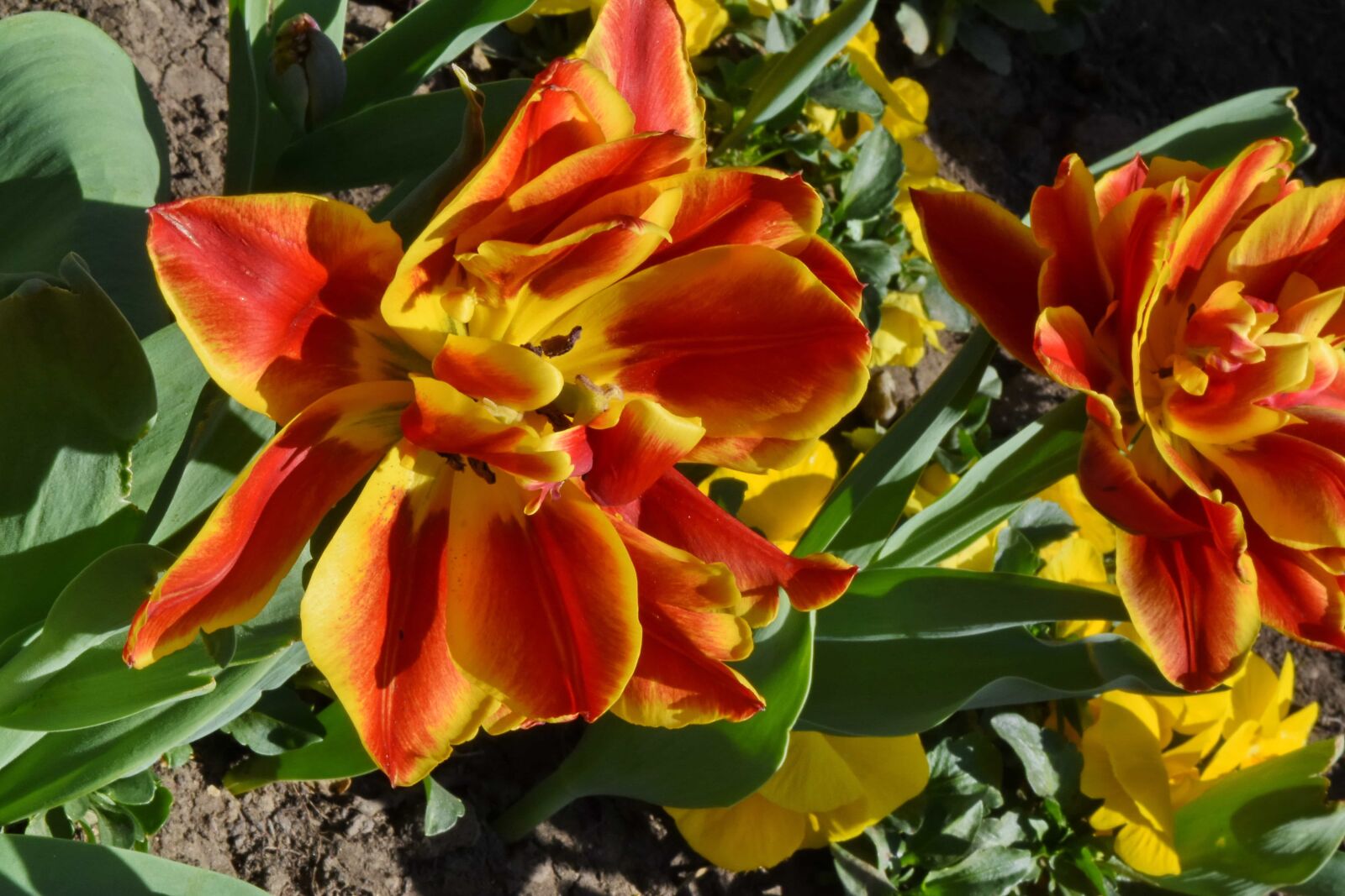 Nikon D5500 sample photo. Blossom, nature, tulip, flower photography