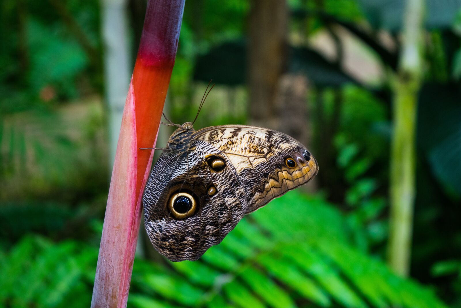 Nikon D5300 sample photo. Butterfly, nature, colors photography