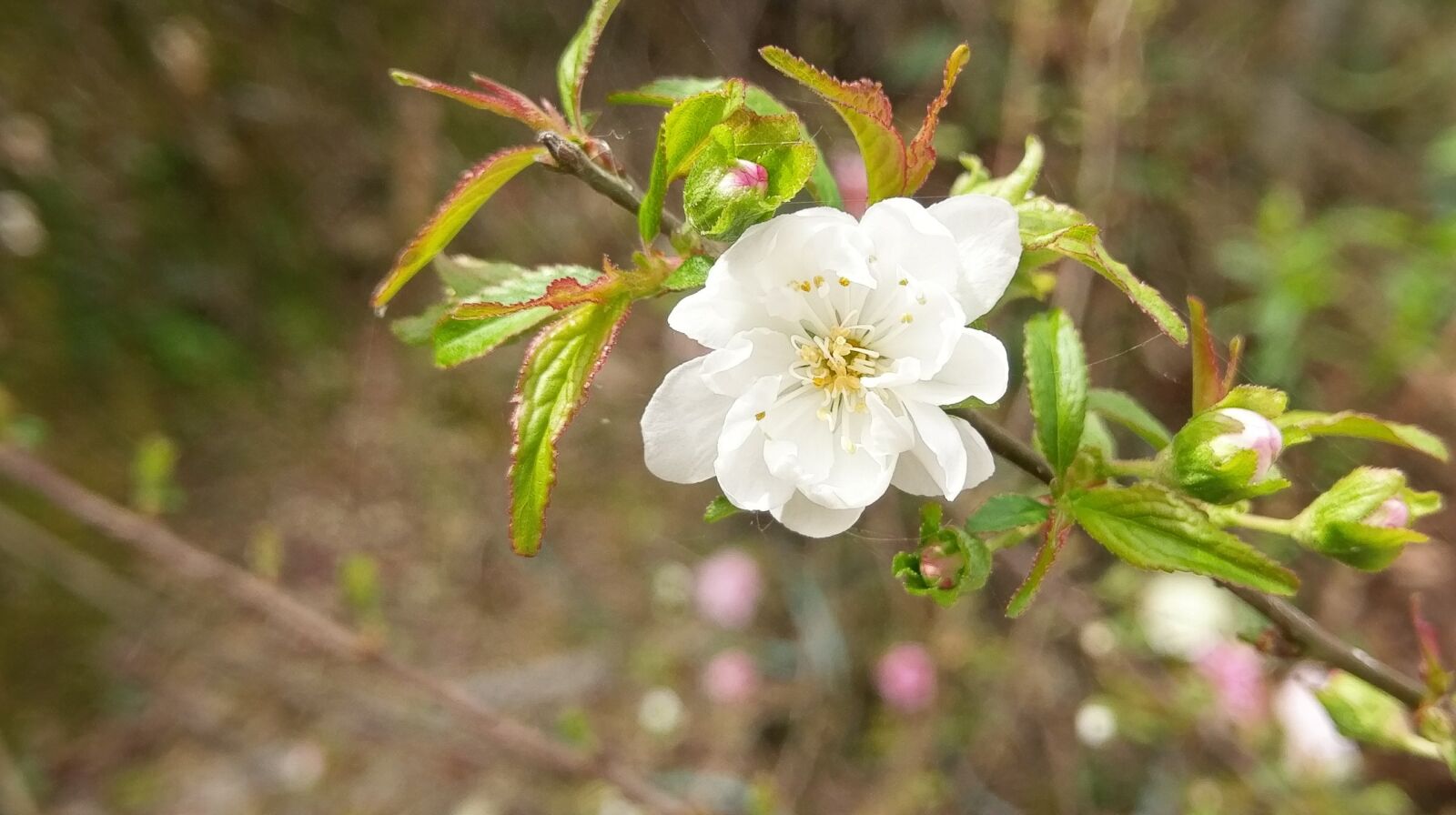 HTC M10H sample photo. Flowers, white, plum blossom photography