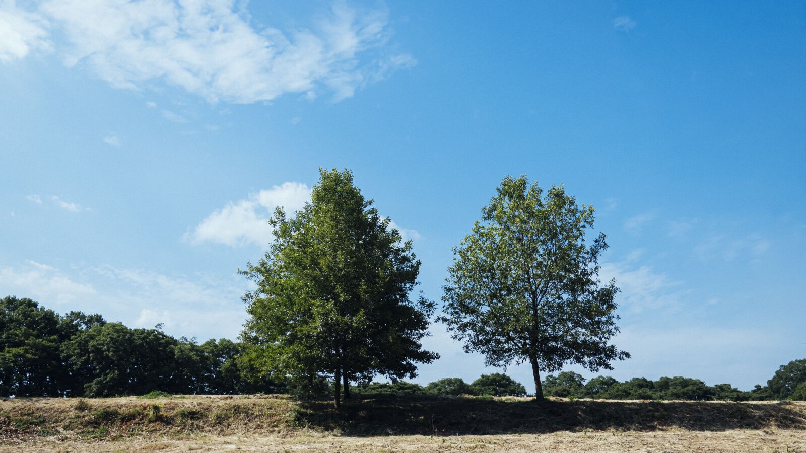 Sony DSC-RX100M7 sample photo. Nature, wood, landscape photography