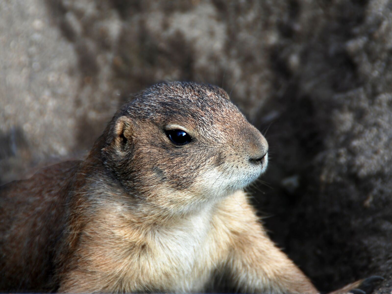 Nikon D80 sample photo. Animal, prairie dog, sciurids photography