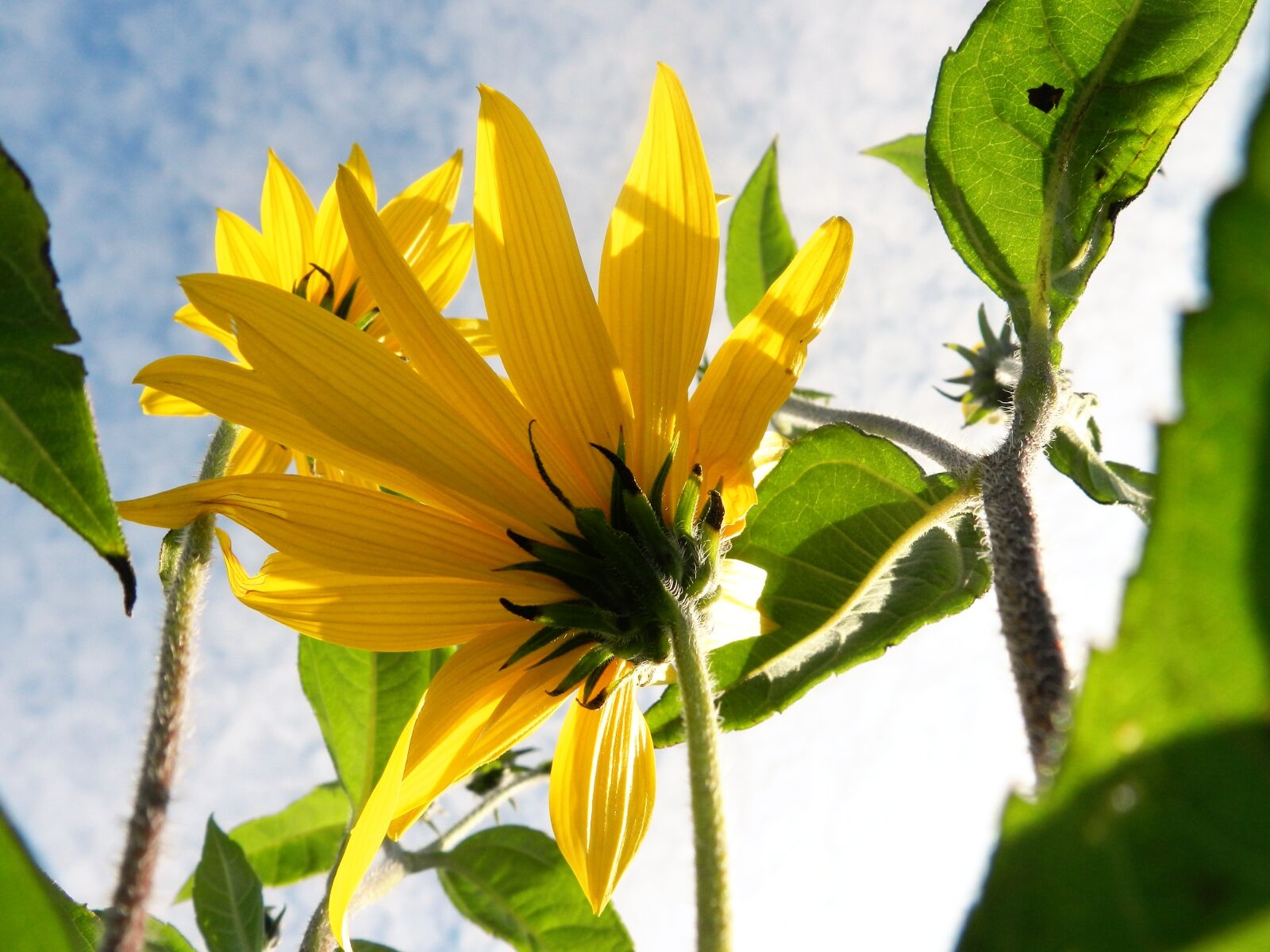 Nikon Coolpix P500 sample photo. Sunflower, sun, sky photography
