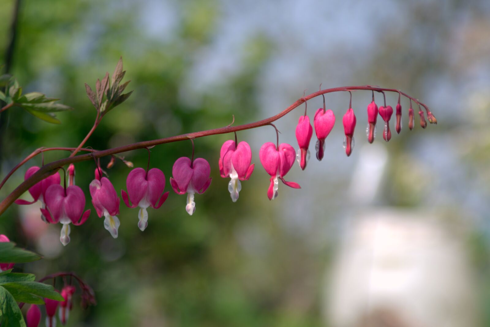 Pentax K-S2 sample photo. Pink hearts, flowers, heart photography