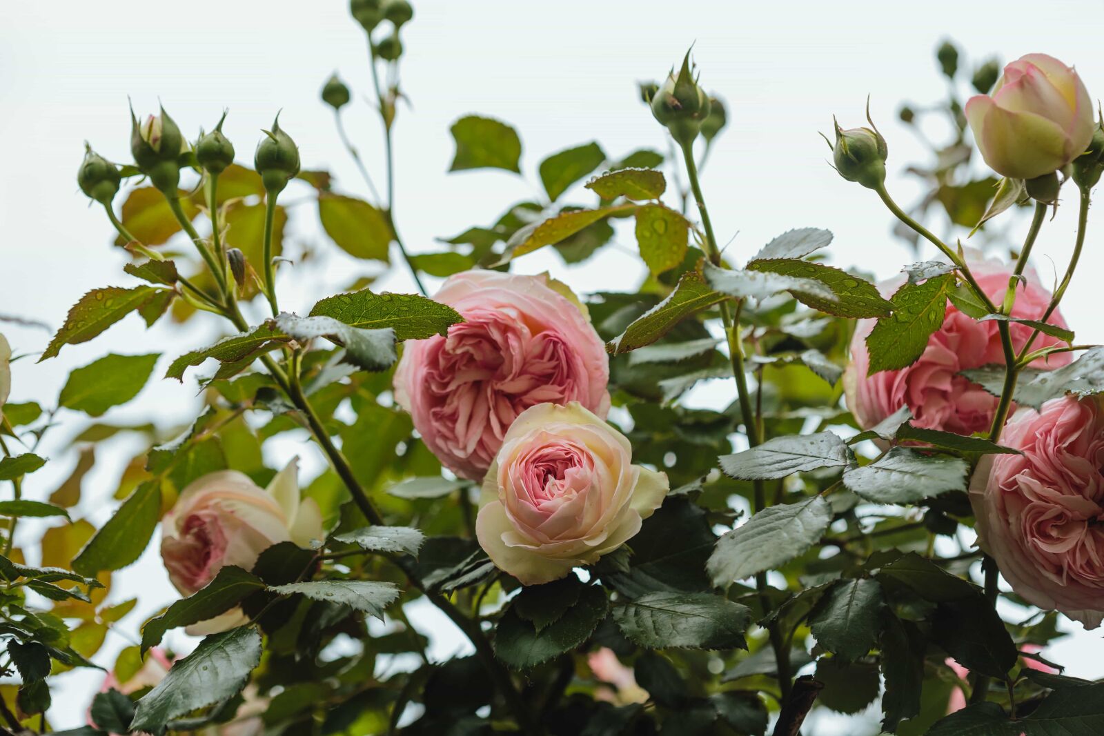 Canon EF 100mm F2.8 Macro USM sample photo. Arrangement, shrub, bouquet, nature photography