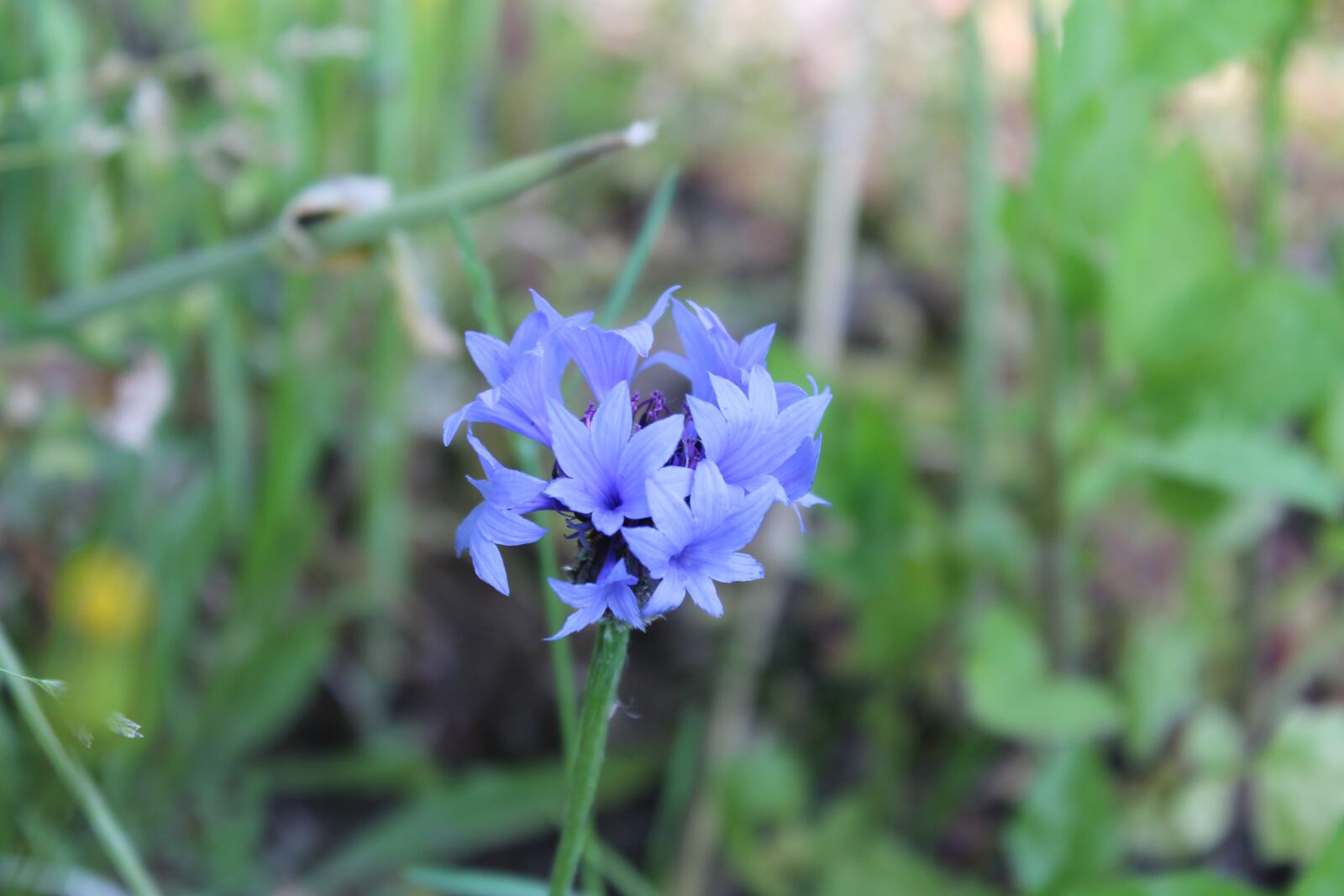 Canon EOS 1100D (EOS Rebel T3 / EOS Kiss X50) sample photo. Flower, blue, flora photography