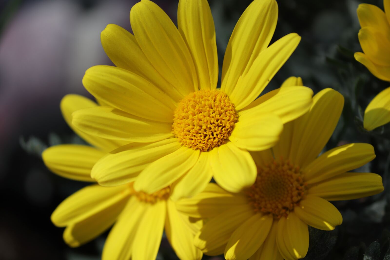 Canon EOS 200D (EOS Rebel SL2 / EOS Kiss X9) sample photo. Marguerite, yellow, leucanthemum photography