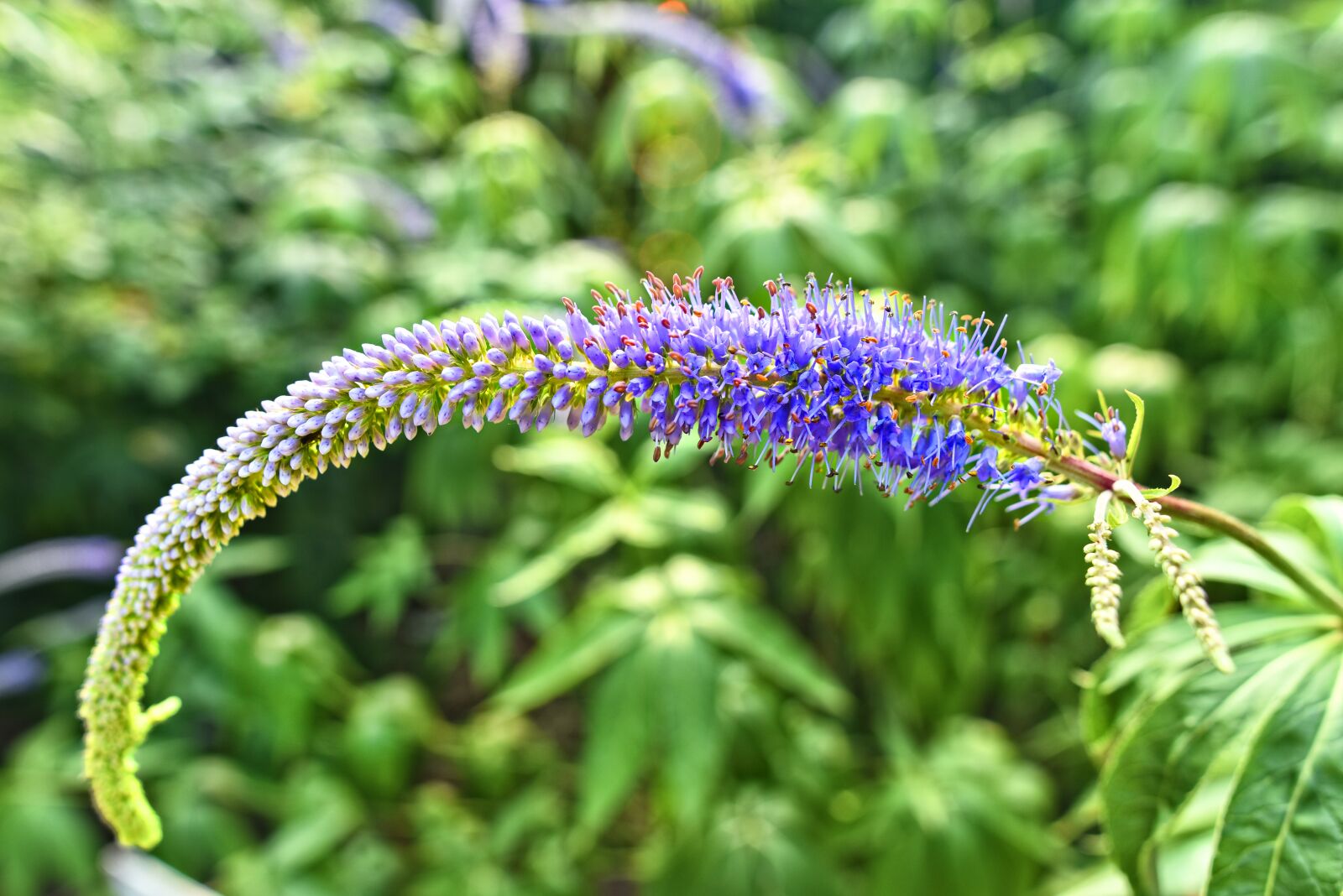 Nikon D750 sample photo. Garden speedwell, longleaf speedwell photography