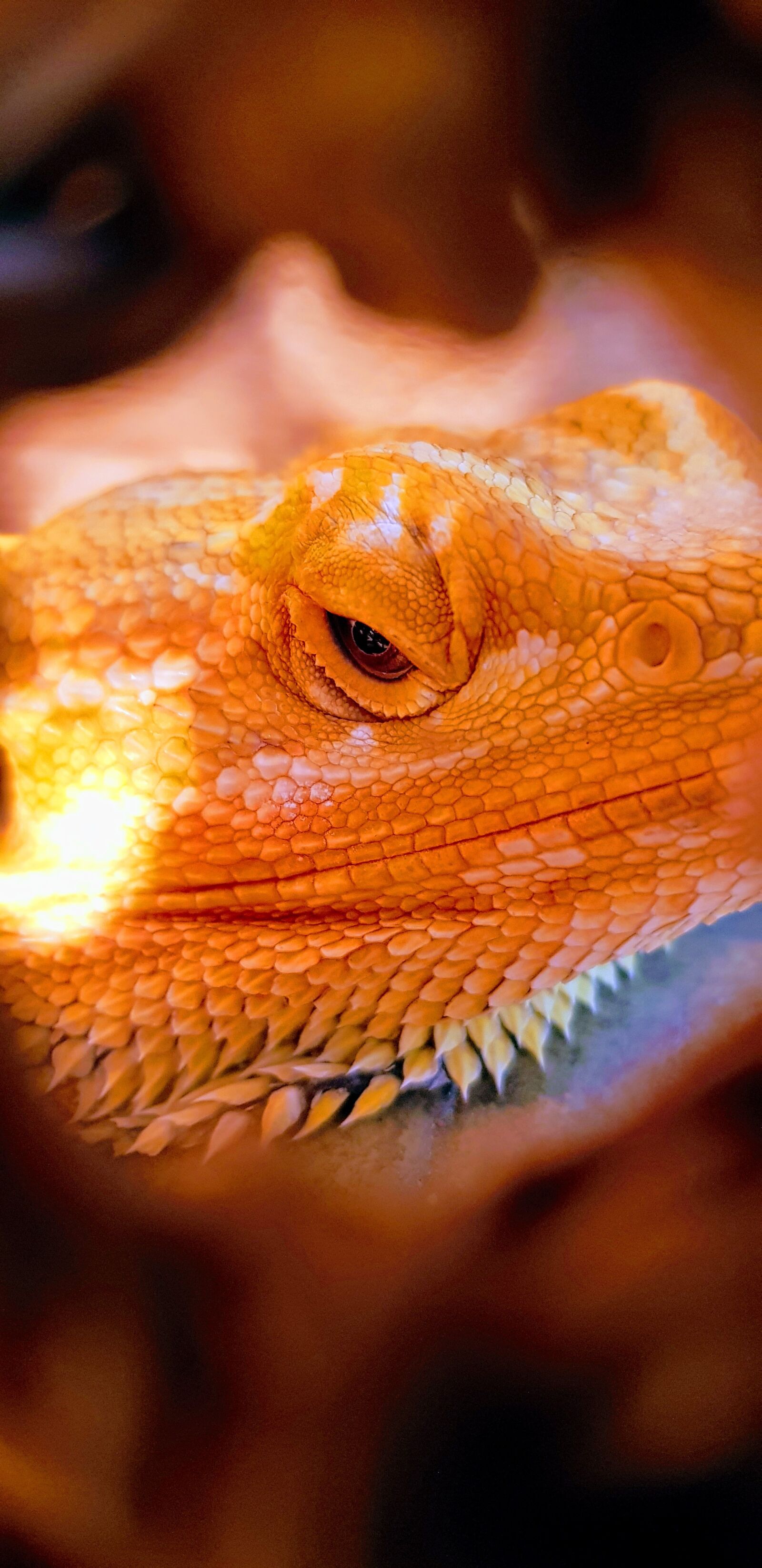 Samsung Galaxy S8 sample photo. Reptile, bearded dragon, animal photography