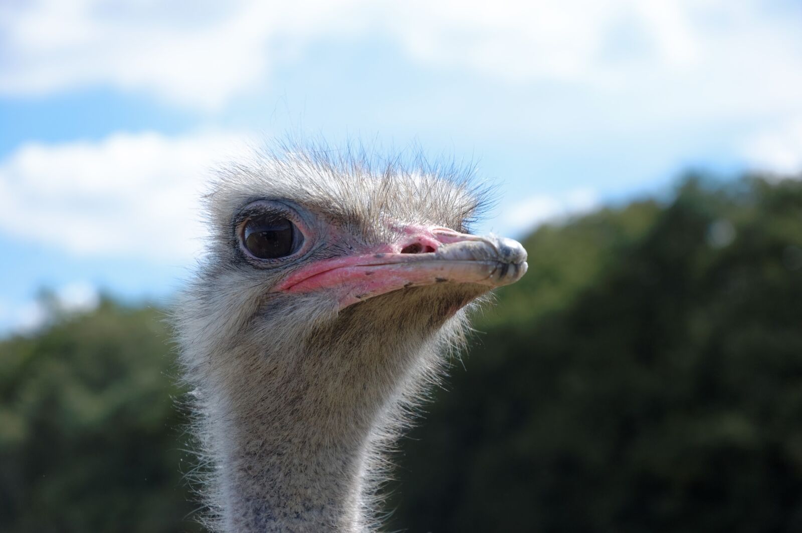Nikon D40 sample photo. Ostrich, animal, zoo photography