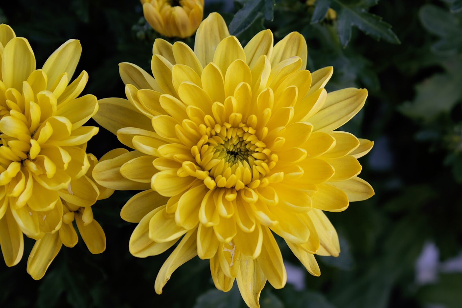 Canon EOS 1200D (EOS Rebel T5 / EOS Kiss X70 / EOS Hi) sample photo. Flower, flowers, garden photography