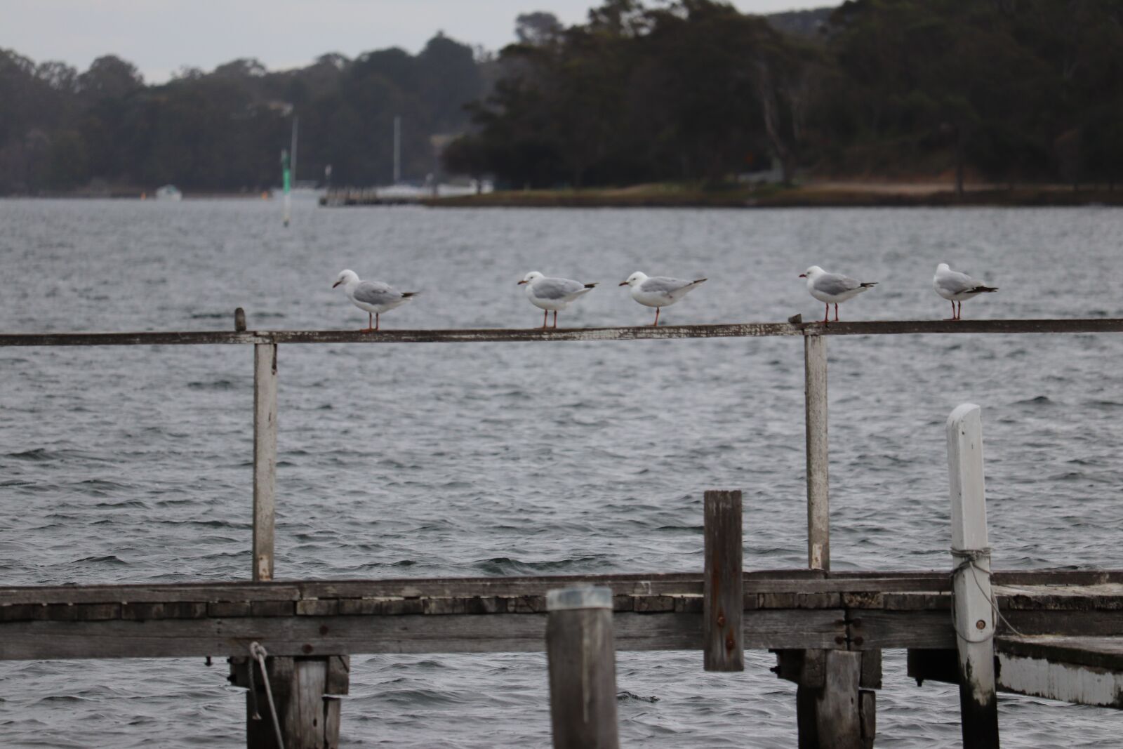Canon EF-S 55-250mm F4-5.6 IS STM sample photo. Jetty, bird, seagull photography