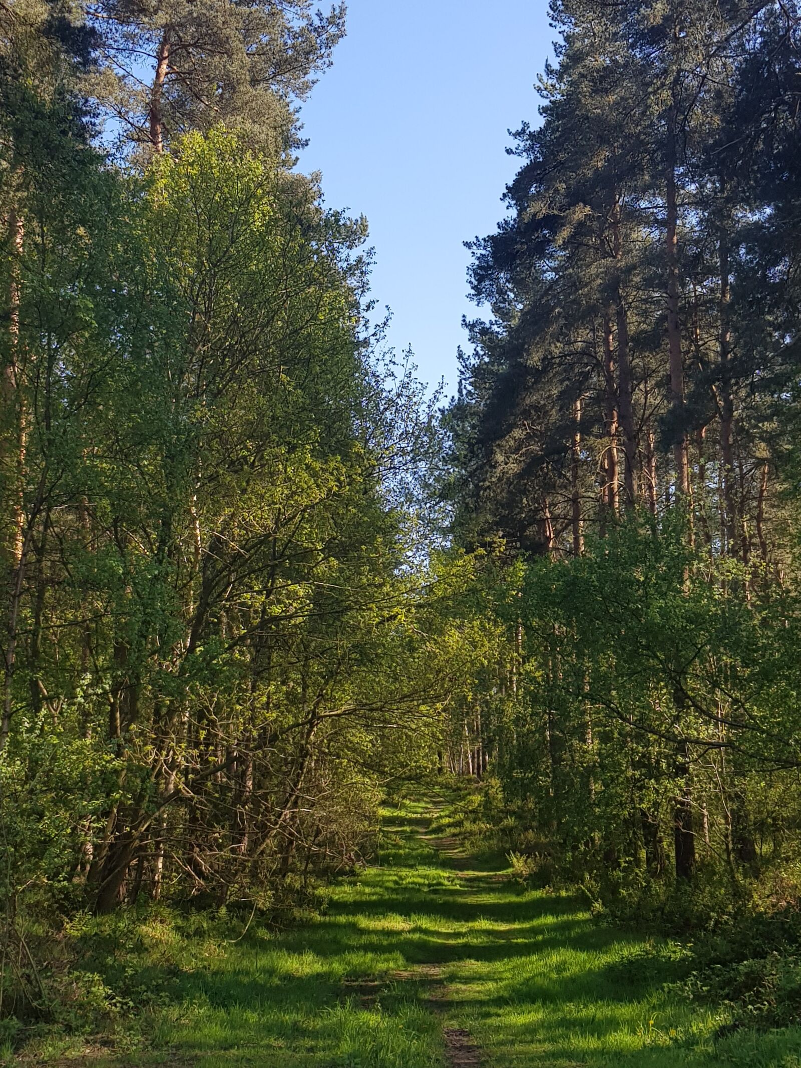 Samsung Galaxy S8+ sample photo. Forest, trees, green photography