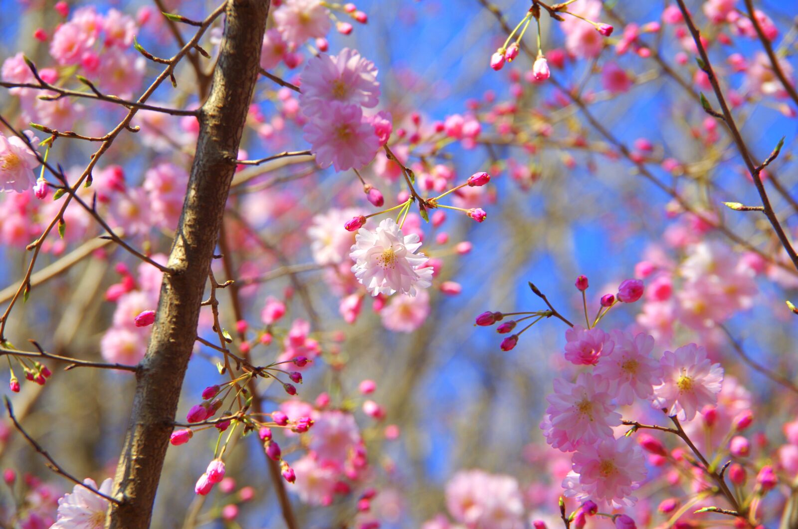 Pentax K-30 sample photo. Branch, flowers, cherry photography
