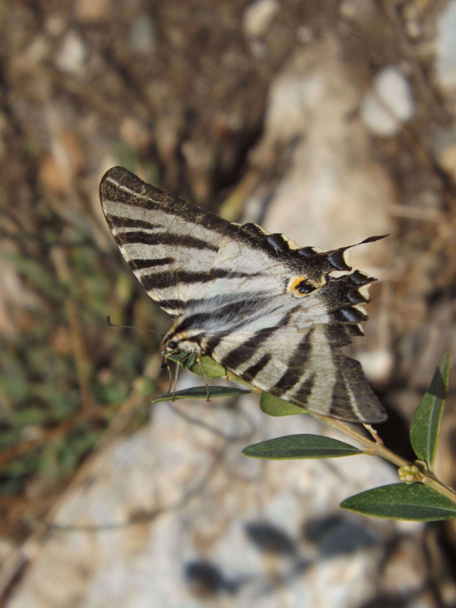 Fujifilm FinePix SL300 sample photo. Nature, creek, insect photography