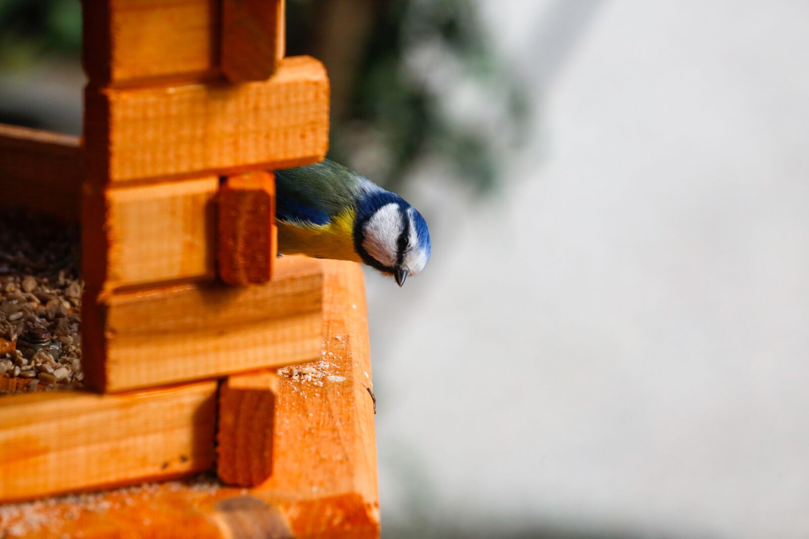 Canon EF 100-400mm F4.5-5.6L IS USM sample photo. Tit, bird, food photography