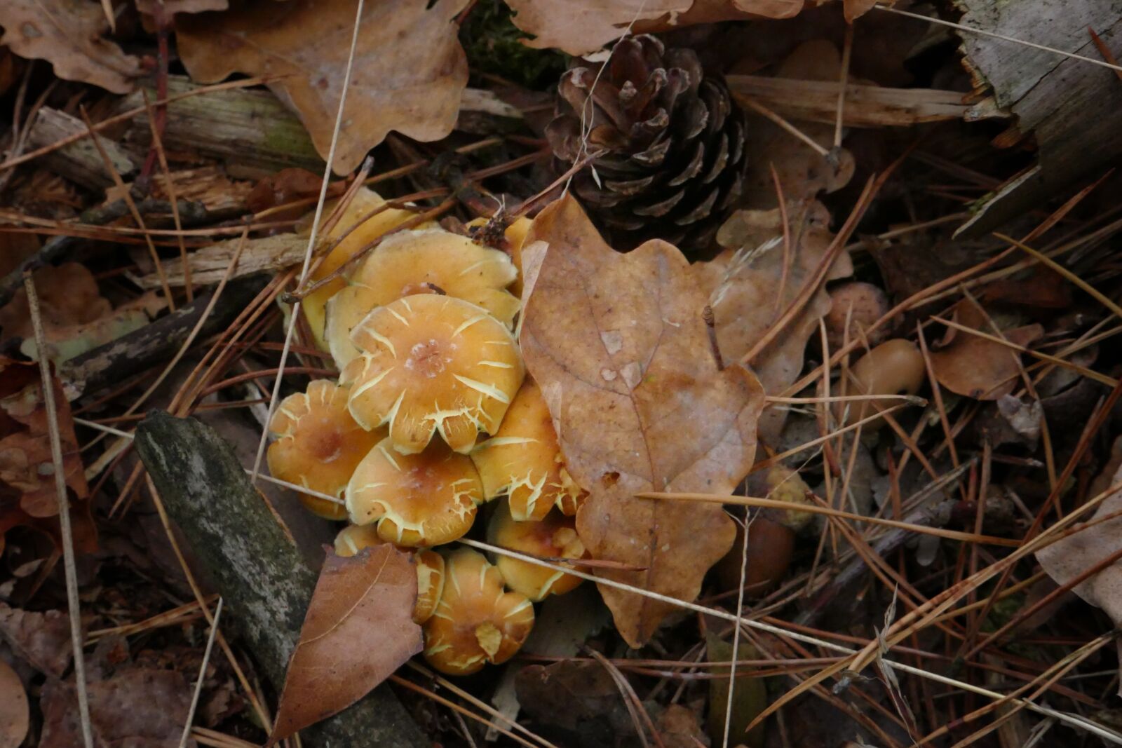 Panasonic Lumix DMC-FZ1000 sample photo. Mushroom, forest, autumn photography