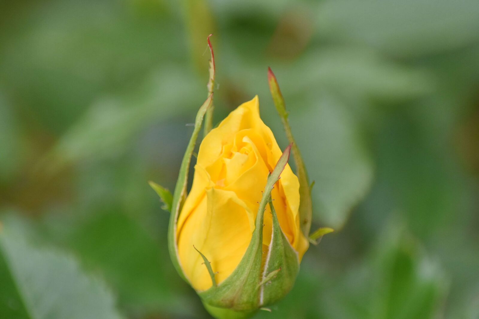 Nikon D5500 sample photo. Blurry, green leaf, yellow photography