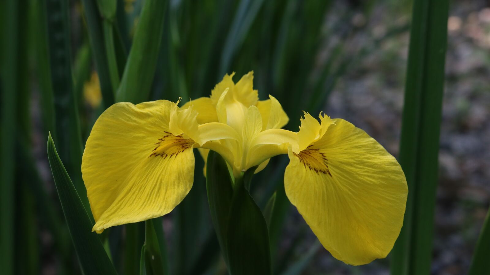 Canon EOS 750D (EOS Rebel T6i / EOS Kiss X8i) sample photo. Yellow iris chang cells photography